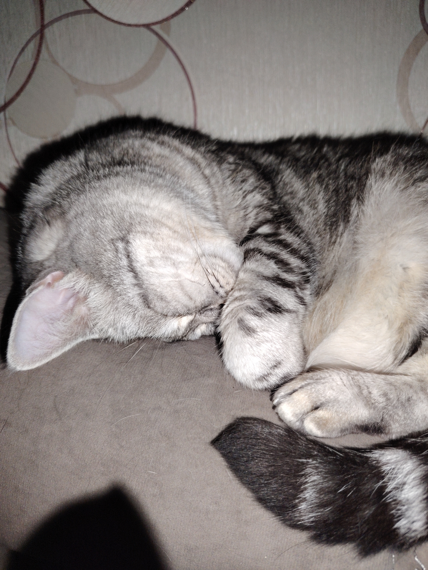 A close-up, eye-level shot captures a silver tabby cat sleeping soundly on a textured, neutral-colored surface, possibly a sofa. The cat is curled up on its side, with its head tucked into its paws, obscuring its face. Its fur is a mix of silver, gray, and black stripes, particularly visible on its tail and paws. The background features a subtly patterned wallpaper with circular motifs in shades of beige and brown. The lighting is dim, creating soft shadows, including a prominent triangular shadow on the lower left of the frame, suggesting the presence of an object or light source outside the camera's view. The overall scene conveys a sense of peaceful slumber.