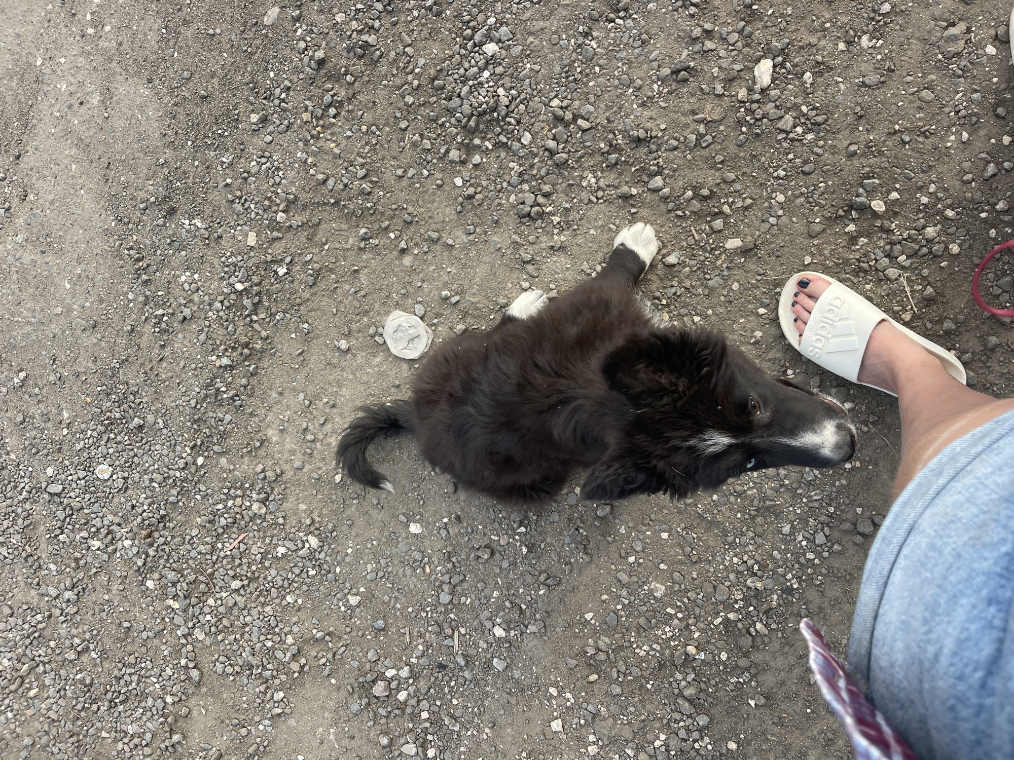 A medium-angle, full-frame shot from above depicts a dog, a person, and a gravel ground surface. The dog, medium-sized with black fur, white markings on its paws, face, and tail tip, is positioned in the center of the image. A clear plastic lid lies on the ground near the dog. To the right of the dog, a person is wearing white Adidas-branded slide sandals with dark nail polish on their toes, along with blue denim shorts. The gravel ground surface is the dominant element in the background. The location is believed to be Molokovo, Russia. No specific actions or interactions are apparent.