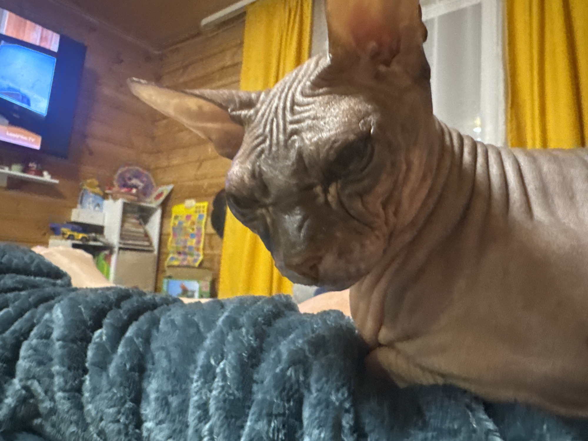 A close-up, slightly tilted, medium shot shows a Sphynx cat lying on a dark teal fluffy blanket. The cat's head is in the upper right quadrant of the frame, facing left, with its body extending towards the bottom right. The cat's skin is wrinkled, particularly on its head and neck. To the left of the cat, a television screen displays a blue image, and behind it are wooden walls. Further left, shelves are visible, holding various items including a toy vehicle and decorative objects. In the background, yellow curtains are drawn over a window. The overall setting appears to be an indoor residential environment, possibly a living room, located in Nikolaevka, Russia. The lighting is dim, suggesting the image was taken at night or in a dimly lit room.
