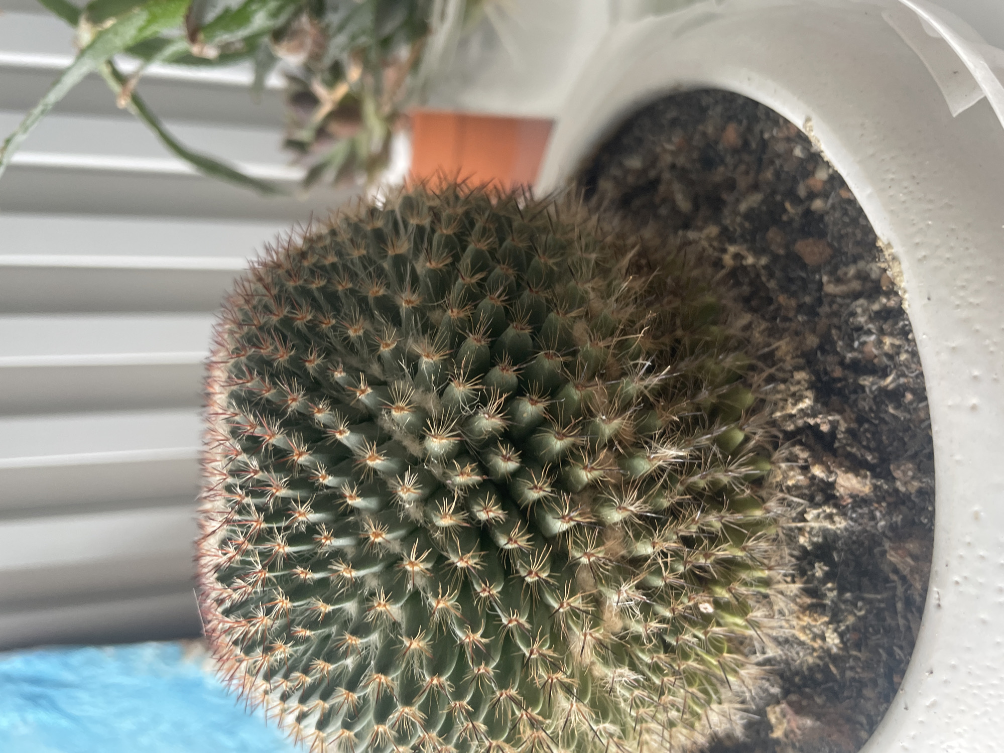 A close-up, eye-level shot shows a fuzzy, spherical cactus in a white pot. The cactus is covered in numerous short, light-colored spines with reddish tips. The soil around the cactus is dark and granular. In the background, a vertical blind is visible behind a plant with long, green leaves. The image does not contain information to determine its location in Nha Trang, Vietnam.