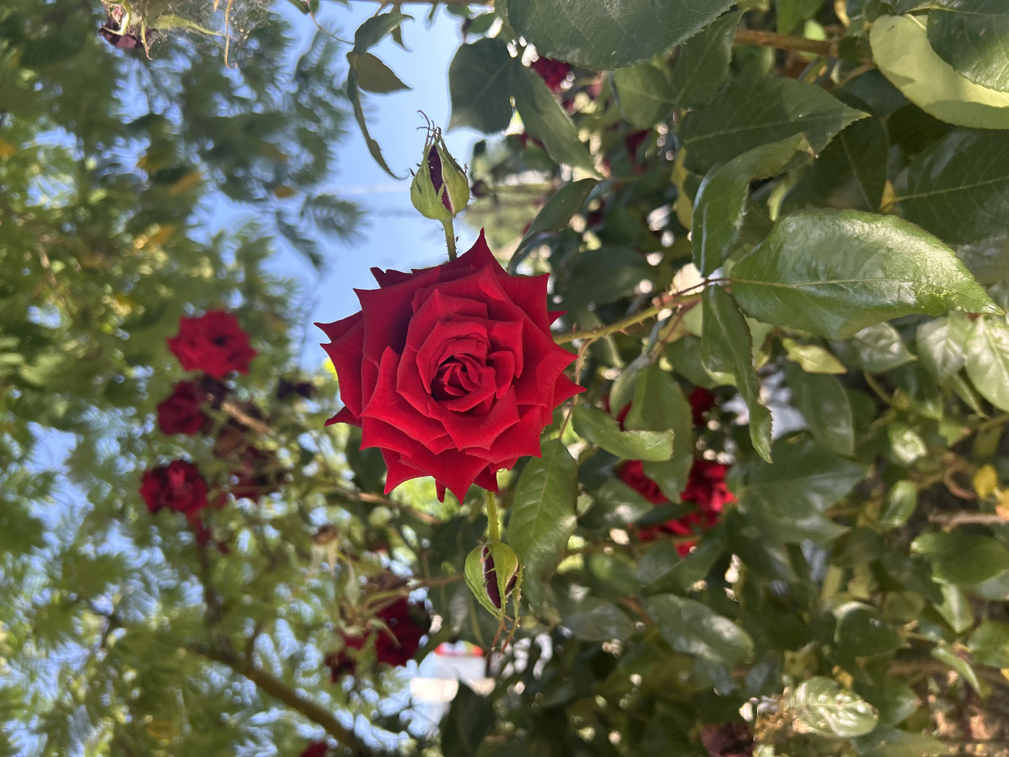 A close-up shot captures a vibrant red rose in full bloom, its velvety petals unfurling in intricate layers. The rose is positioned slightly off-center to the right, drawing the viewer's eye with its rich color against a backdrop of lush green foliage. To the left of the rose, a green bud, still tightly closed, hints at future blooms. The leaves surrounding the rose are a deep, glossy green, some catching the sunlight and reflecting a soft sheen. In the background, out of focus, are more red roses and clusters of leaves, suggesting a rose bush or garden. The sky, a bright, clear blue, is visible through the gaps in the leaves, indicating an outdoor setting. The overall impression is one of natural beauty and the peak of a rose's bloom.