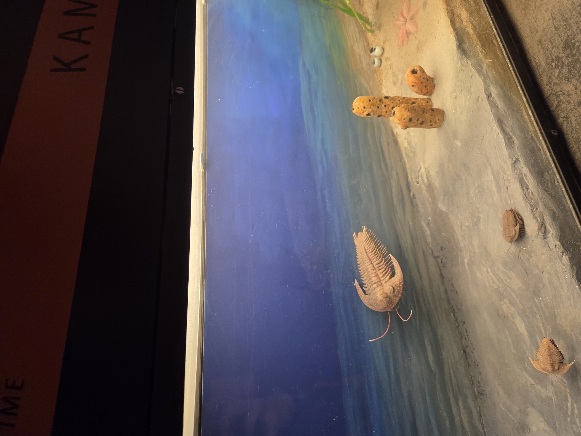 The image depicts a museum diorama of an ancient seabed, likely part of an exhibit on prehistoric life. In the foreground, the sandy seabed is littered with several fossilized trilobites, some appearing as flattened imprints and others as more three-dimensional models. Three orange, porous structures resembling sponges stand upright on the sand. Two small, white spherical objects, possibly representing eggs or pebbles, are also visible. In the middle ground, a larger, detailed model of a trilobite with antennae is positioned as if swimming in the water. The background features a painted blue ocean with lighter blue and green hues suggesting shallows and underwater terrain. A pink, star-shaped object, possibly a fossilized starfish, lies on the sand. Above the diorama, a black frame encloses the scene, and an orange banner displays text, with "TIME" visible on the left and "KAM" on the right, suggesting a section of the exhibit related to a specific geological period, possibly the Cambrian. This diorama is located in Malmö, Sweden, likely within the Malmö Museum.