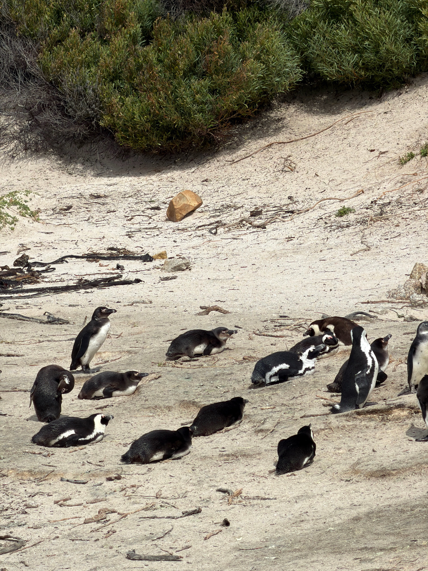 The image shows a colony of African penguins on a sandy beach with sparse vegetation in the background. The penguins are of various sizes, with some standing and others lying down. The sand is light brown and scattered with small pebbles and dried plant matter. In the background, there are green shrubs and a large rock. This scene is characteristic of Boulders Beach, a popular tourist destination in Simon's Town, South Africa, known for its protected African penguin colony.