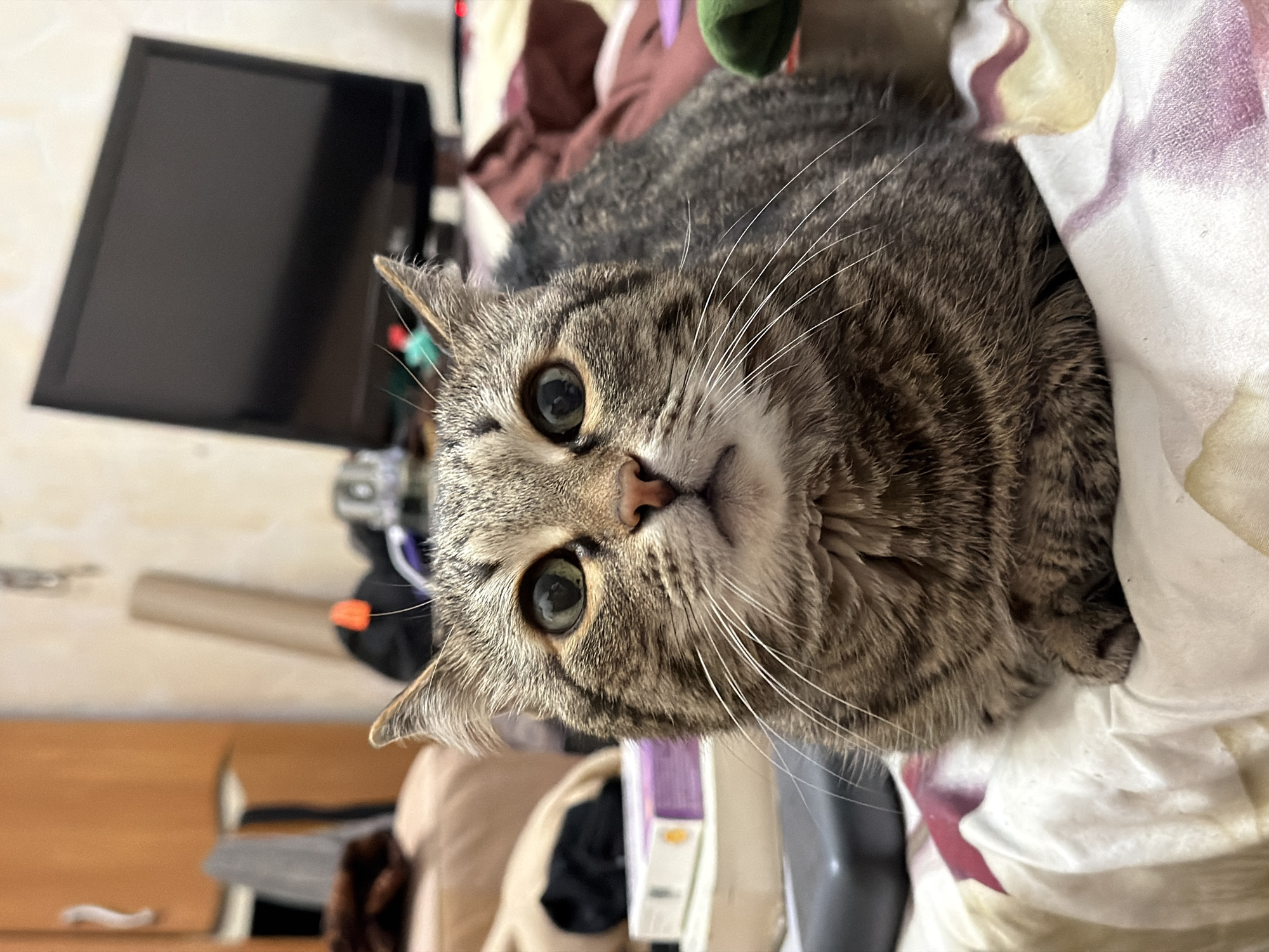 A close-up, tilted shot features a tabby cat with large, round eyes and numerous white whiskers. The cat is lying on a patterned bedspread, with its face directed towards the viewer. In the background, out of focus, is a television set mounted on a wall, along with various other objects including what appears to be furniture and possibly clothing. The environment appears to be indoors, possibly a bedroom. No specific details indicate the location being Izhevsk, Russia.