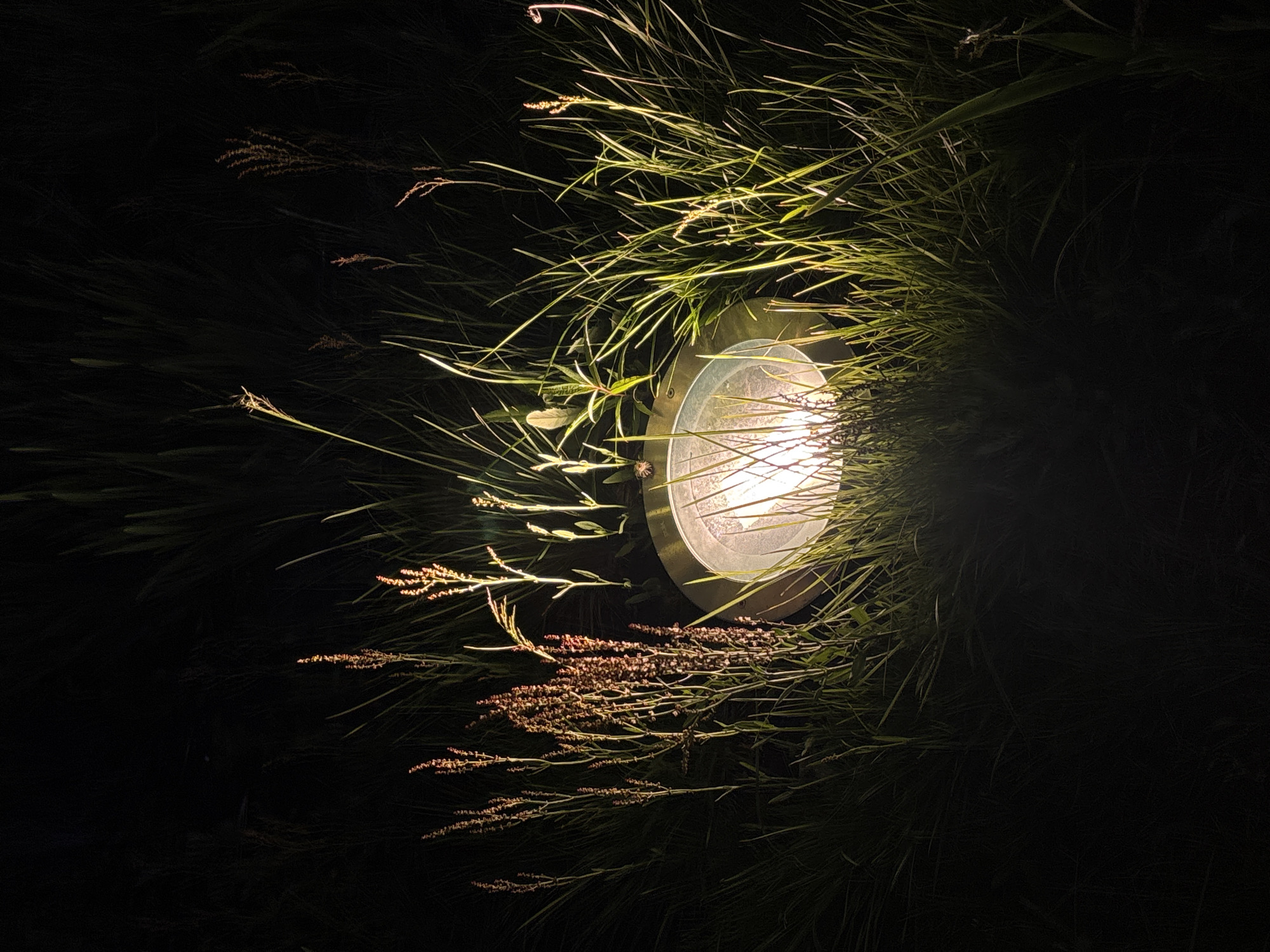 The image displays an outdoor night scene, likely a garden or natural area within the city of Perm, Russia. A single circular, in-ground light fixture, approximately 20-30 cm in diameter, emits a warm, bright glow from the lower center of the frame. The fixture has a light-colored, possibly metallic rim and a clear or frosted glass cover, illuminating the surrounding vegetation.
The light source is embedded within a dense growth of various plants. Predominantly, long, slender blades of grass are visible, appearing vibrant green and yellowish-green where they catch the direct illumination. Several taller stalks with reddish-brown, clustered seed heads are prominent, particularly on the left side and near the top, reflecting the warm light with an orange-brown hue. These plants stand out against the deep shadows that dominate the rest of the image.
The environment beyond the immediate reach of the light is plunged into darkness, with only faint outlines of additional foliage discernible, indicating a continuous dense vegetative area. No human subjects, artificial structures other than the light, or explicit urban landmarks are visible in the scene. The overall impression is one of quiet illumination of natural elements at night.
