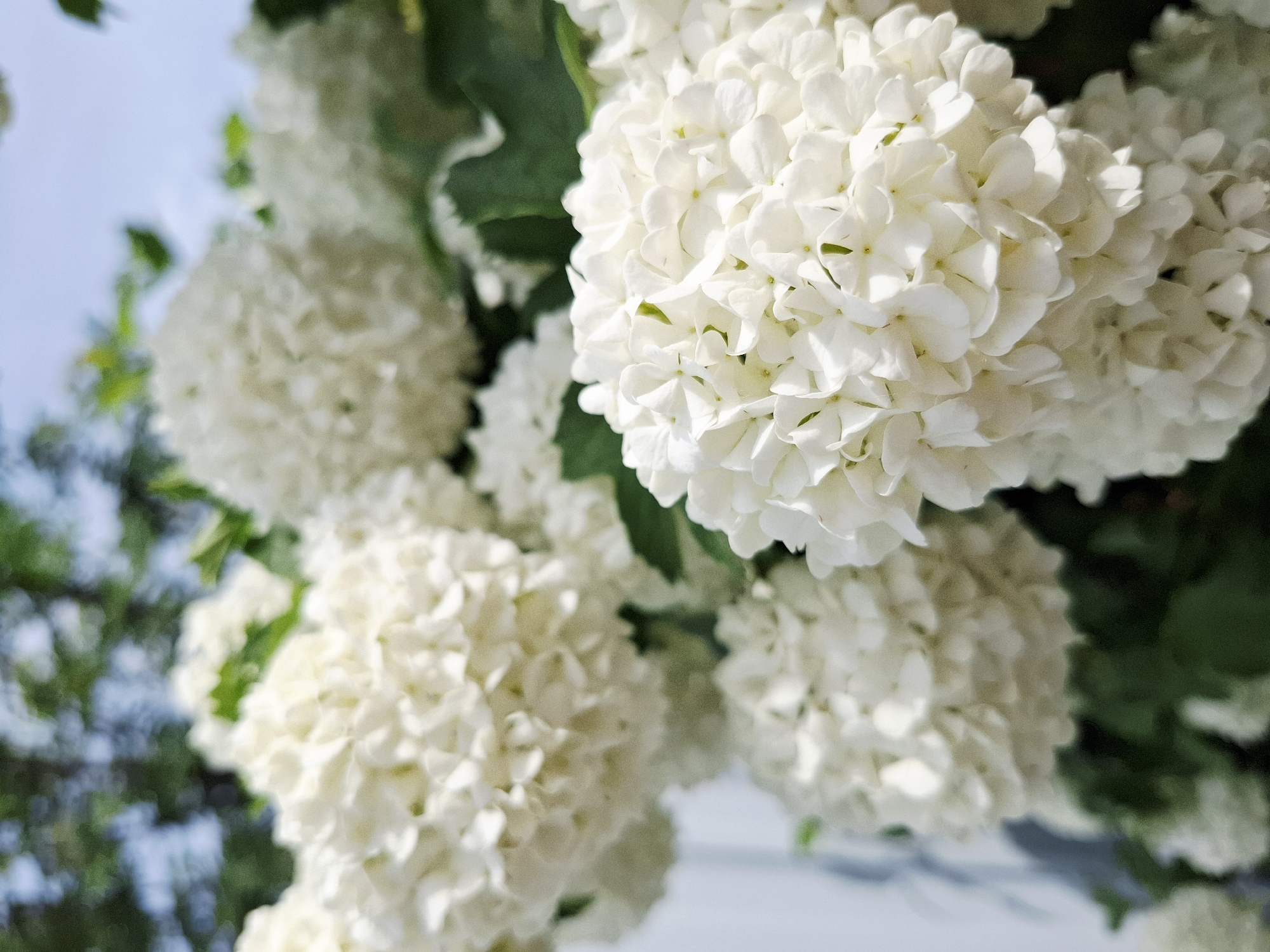 The image shows a cluster of white snowball hydrangea flowers in full bloom. The large, round flower heads are composed of numerous small, tightly packed florets. The flowers are in focus, with blurred green leaves and a hazy blue sky visible in the background. The scene appears to be outdoors, possibly in a garden or park in Chaikovsky, Russia, where such flowers are common. There are no people visible in the shot. The focus is solely on the flowers and the surrounding natural environment.