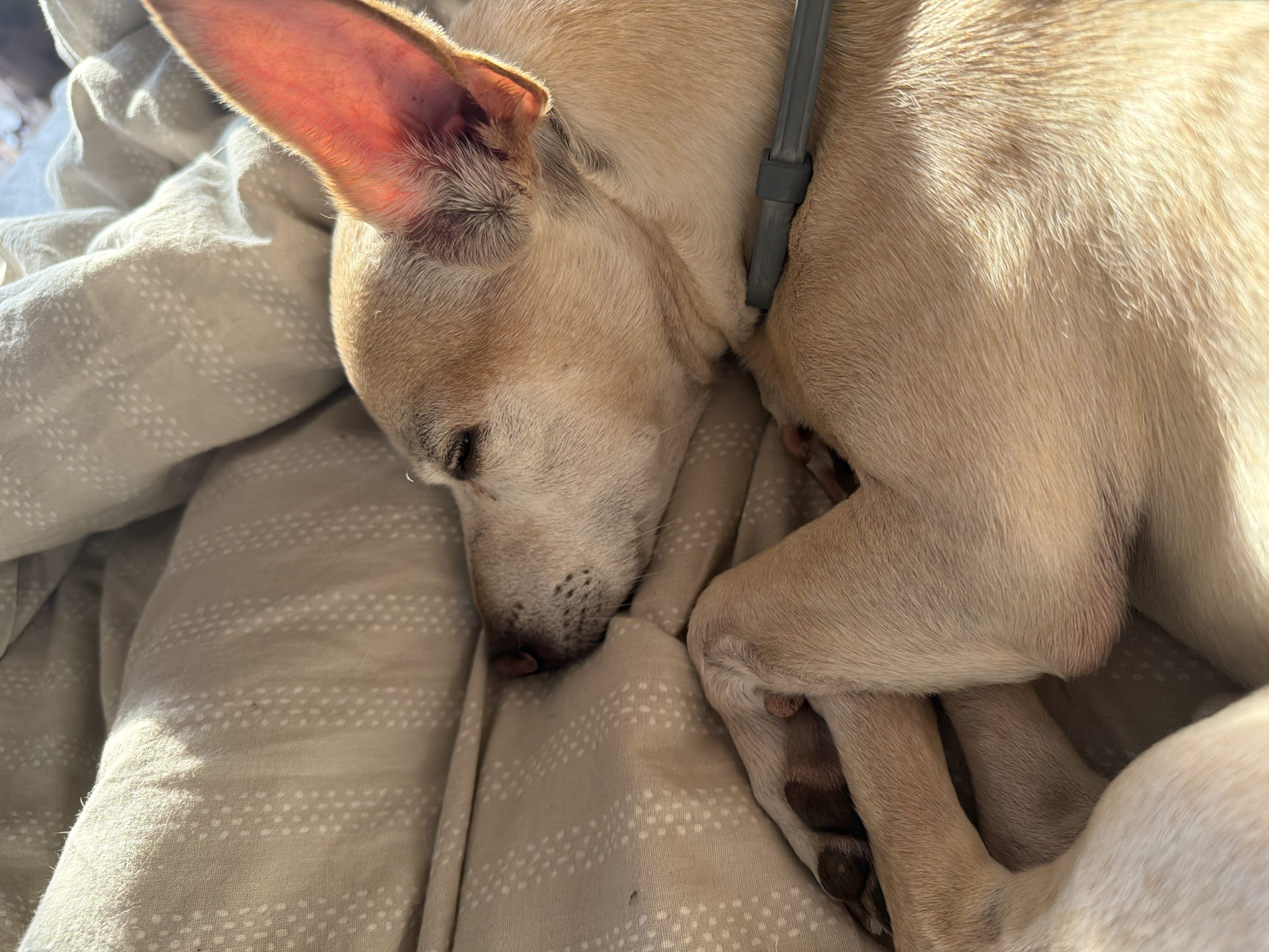 A tan dog is sleeping curled up on a bed with light brown patterned bedding. The dog's head is resting on its paws, and its eyes are closed. Sunlight is coming from the right side of the image, illuminating the dog's fur and one of its ears. A gray object, possibly a collar tag or a piece of jewelry, is visible on the dog's neck. The bedding has a subtle pattern of small, light-colored dots. The image appears to be taken indoors. There is no information available to specify the location in Plovdiv, Bulgaria.