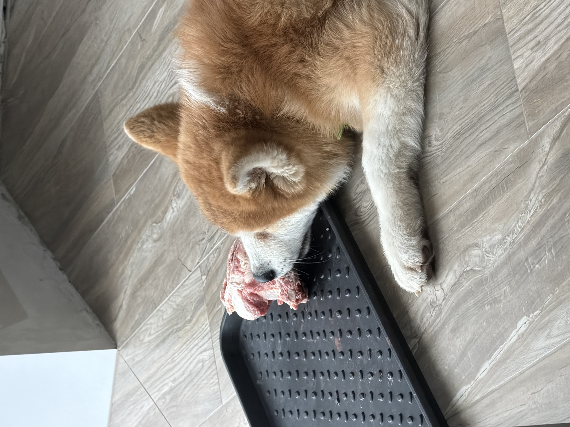 An Akita dog lies on a wood-look tiled floor, its head resting on a black plastic drainage tray with holes. The dog is tan and white, and its muzzle is close to a large piece of raw meat in the tray. The photo was taken indoors. There is no indication of the city of Chaikovsky, Russia, in the image.