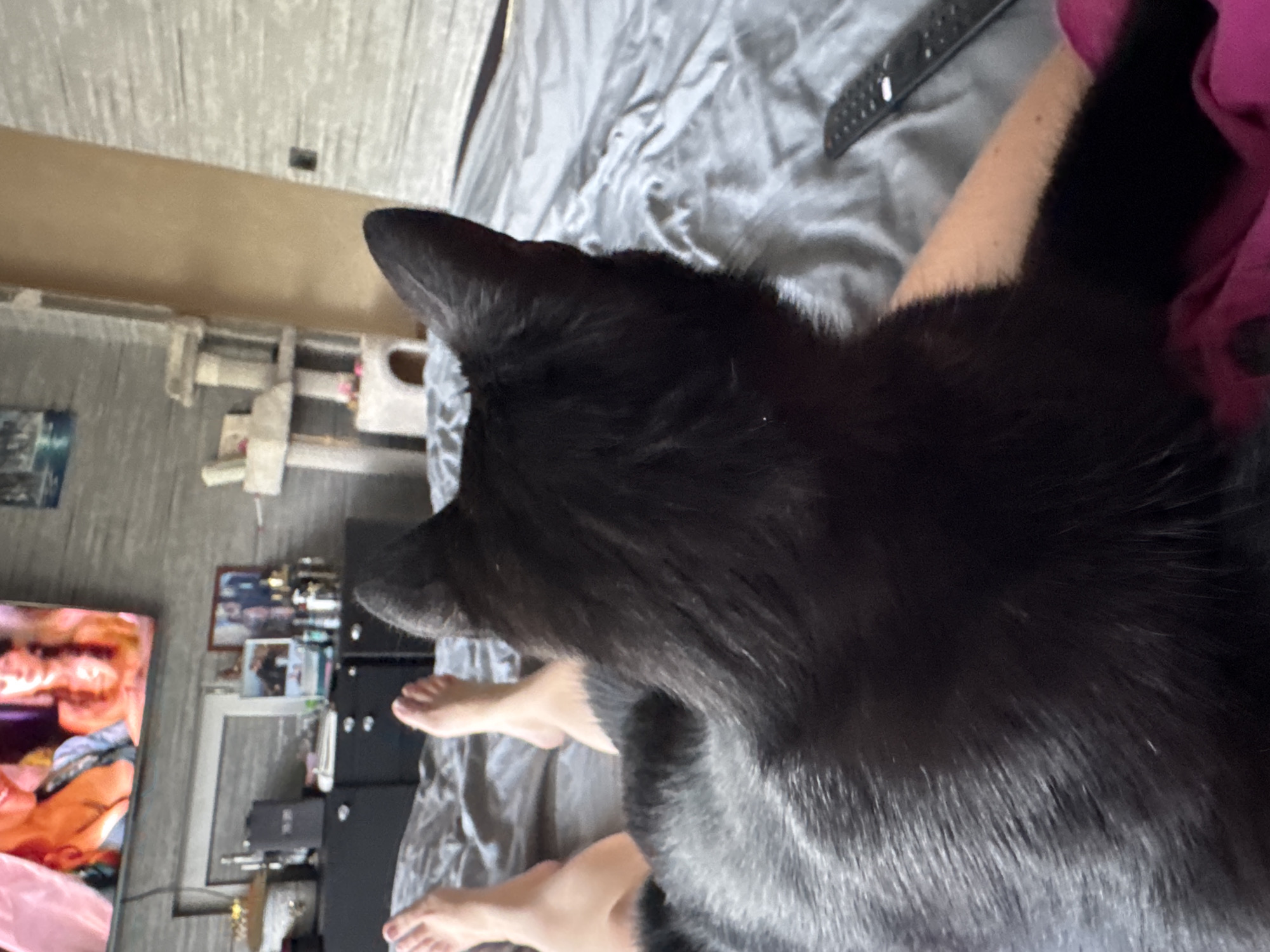 A black cat is lying on a bed with a person's legs visible in the foreground. The cat's head is turned away from the camera, looking towards a television screen in the background. The room appears to be a bedroom, with a cat tree and furniture visible. The overall impression is one of a relaxed, domestic scene.
