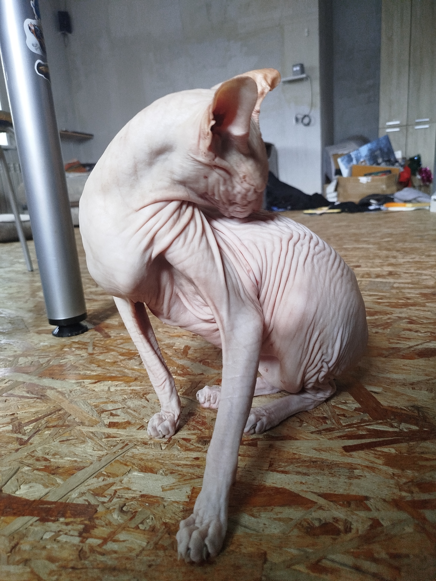 A hairless cat, possibly a Sphynx breed, is sitting on a floor made of oriented strand board (OSB). The cat is pink-skinned with visible wrinkles and is grooming itself, with its head turned to its side. To the left of the cat is a tall, silver metallic object, possibly a leg of a piece of furniture or a utility pole, with stickers on it. In the background, the room appears to be in a state of disarray, with shelves on the wall holding various items. A wooden cabinet with two doors is visible on the far right. The lighting suggests it is daytime, with light coming from an unseen source. The cat's pose and the environment suggest an indoor setting.