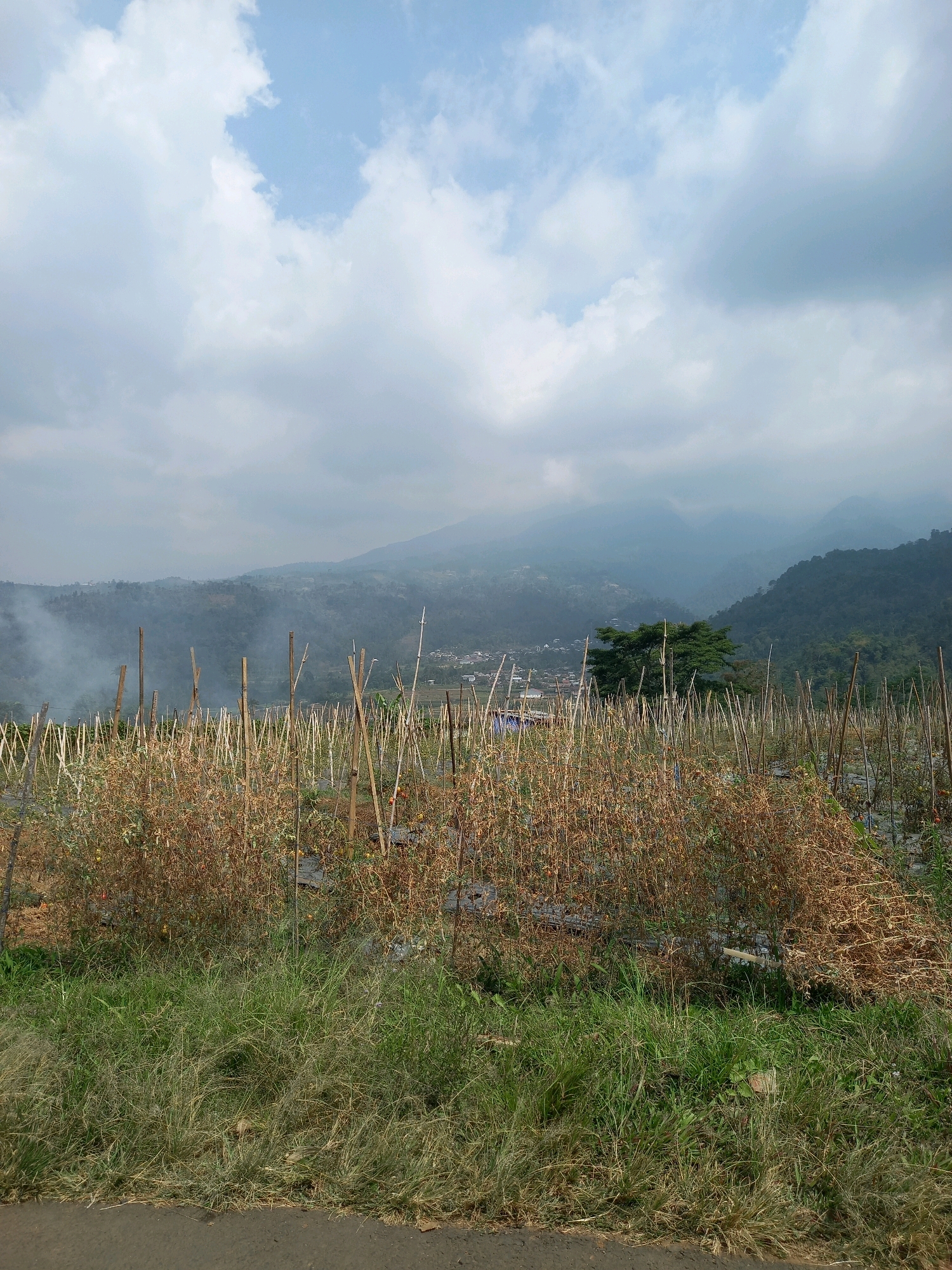 In Wonosari, Indonesia, a rural landscape unfolds under a cloudy sky. In the foreground, a dirt road borders a field of dry, brown vegetation supported by bamboo stakes. Beyond this field, a village is nestled amidst rolling hills and lush green mountains. Wisps of smoke rise from the field, obscuring some of the distant scenery. The overall scene depicts a serene, agricultural setting with a hint of natural beauty.