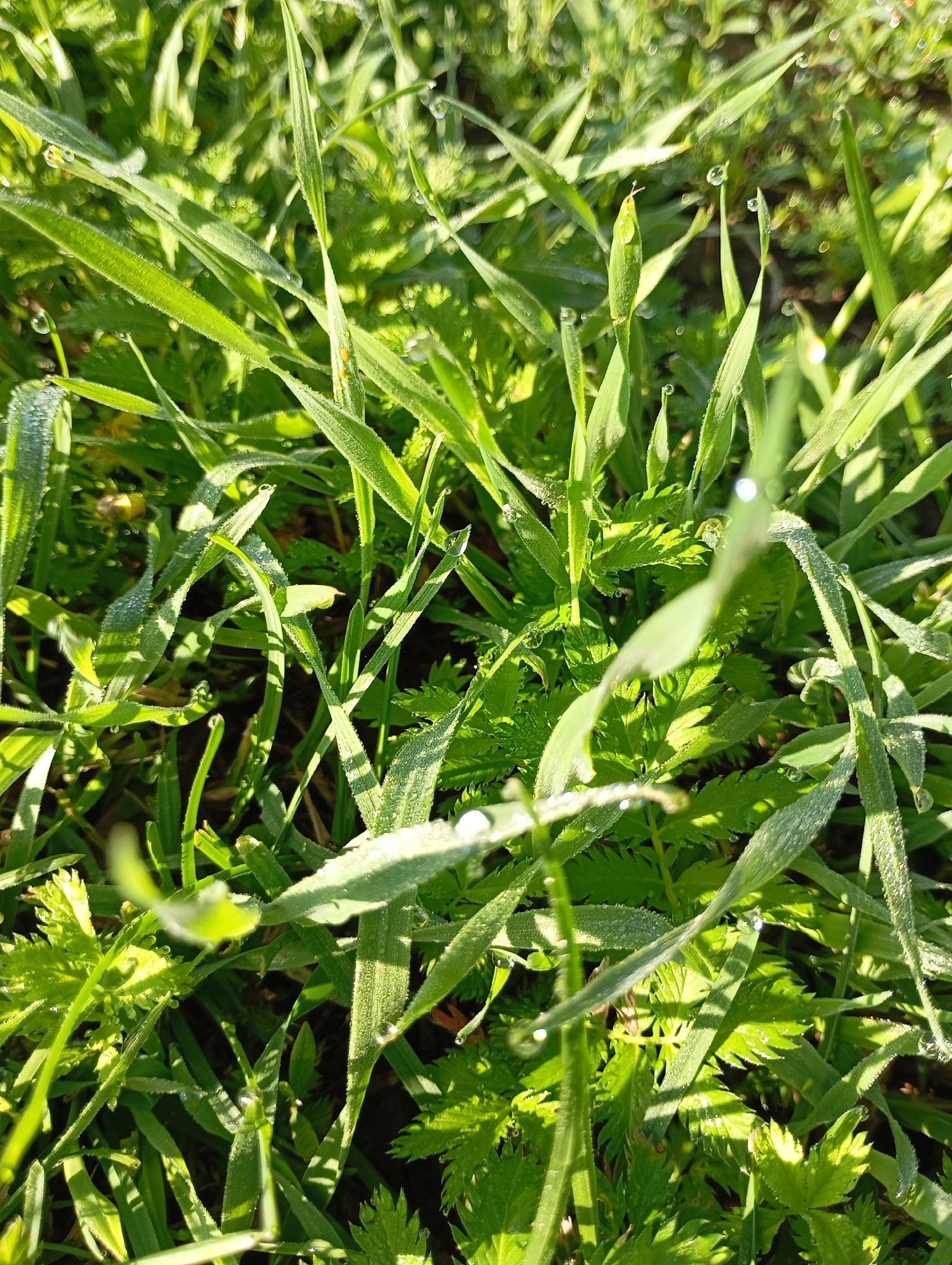 The image shows a close-up, sunlit view of green grass with dew drops. The grass blades are varied in length and texture, with some appearing broad and others slender. The dew drops glisten on the grass, reflecting the sunlight. In the background, other green foliage is visible, also catching the light. The scene is a natural outdoor environment, likely a grassy area. There are no people or discernible man-made structures in the frame. The location is stated as Ryabki, Russia.