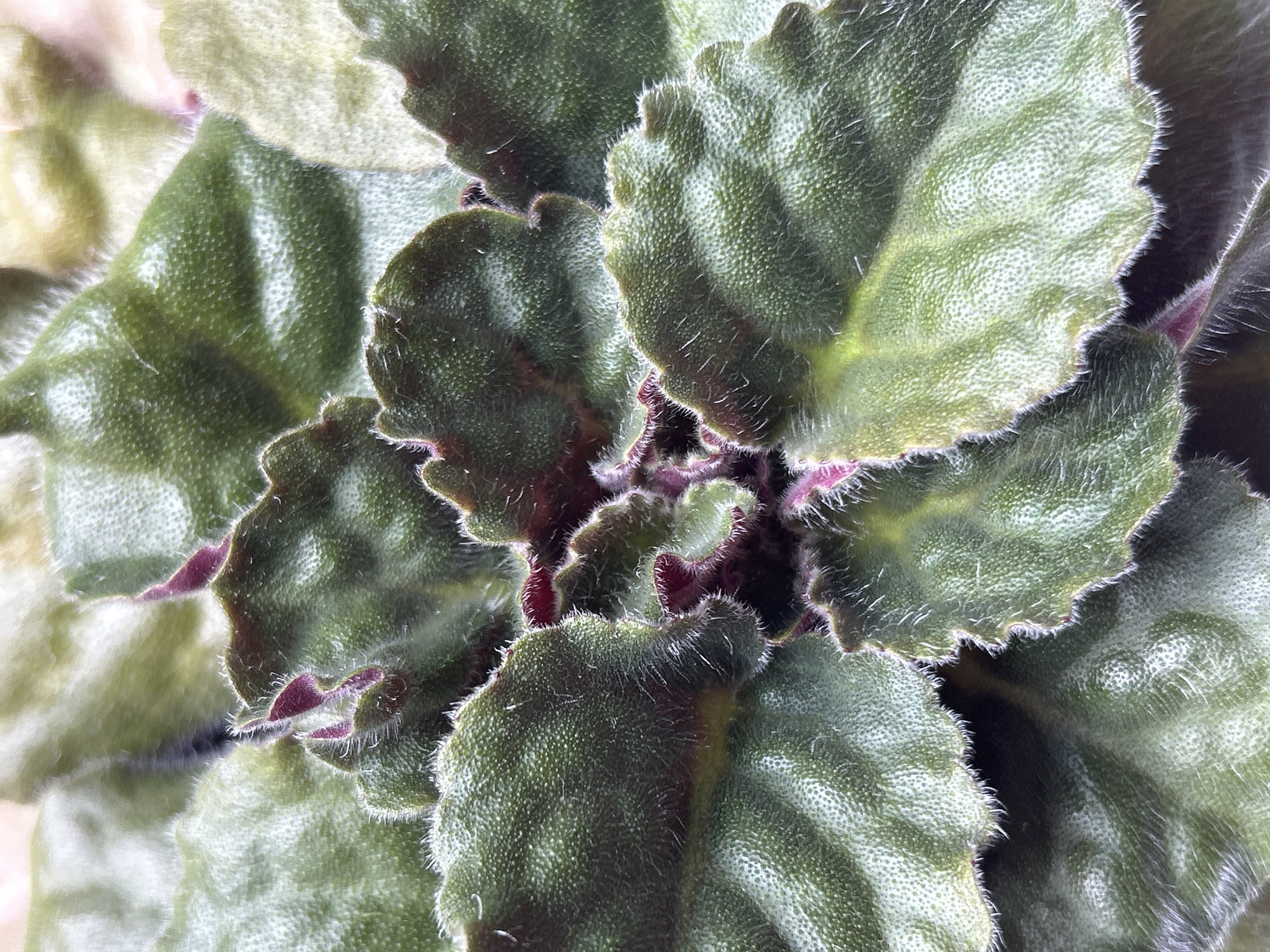 This is a close-up, overhead shot of the leaves of a plant, likely an African violet, given the velvety texture and ruffled edges of the leaves. The leaves are a deep green with lighter green or yellowish-green patterns, and many have reddish-purple undersides. The edges of the leaves are fringed with fine, white hairs. The plant appears to be healthy and well-lit, with some leaves slightly out of focus in the background. The setting is not identifiable as Zelenograd, Russia; the image solely depicts the plant's foliage.