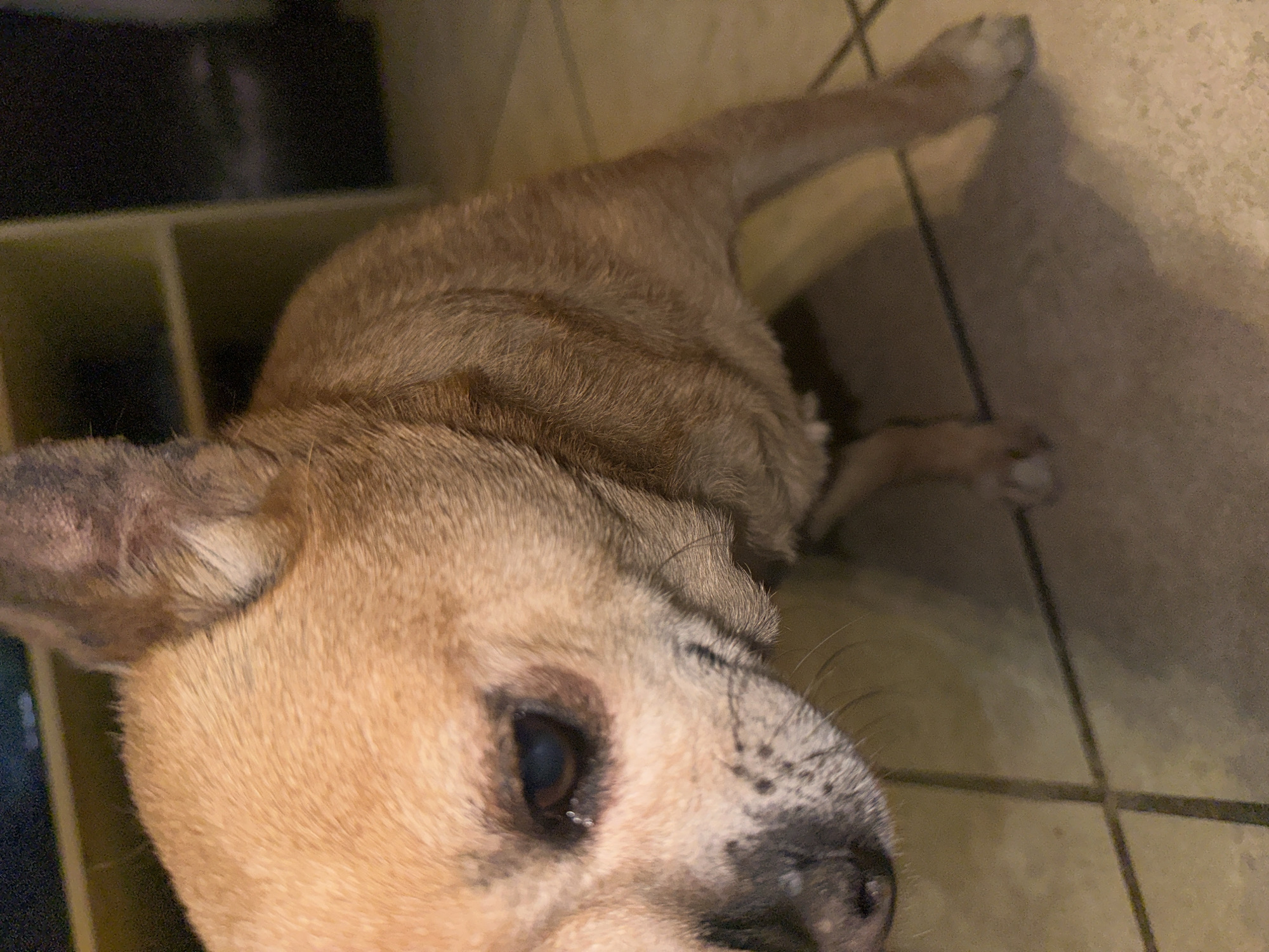 A tan and brown Chihuahua-like dog is lying on a light-colored tiled floor. The dog is positioned with its head in the lower left corner and its body extending diagonally towards the upper right corner. A dark object with compartments is visible in the upper left corner. The location is unknown.