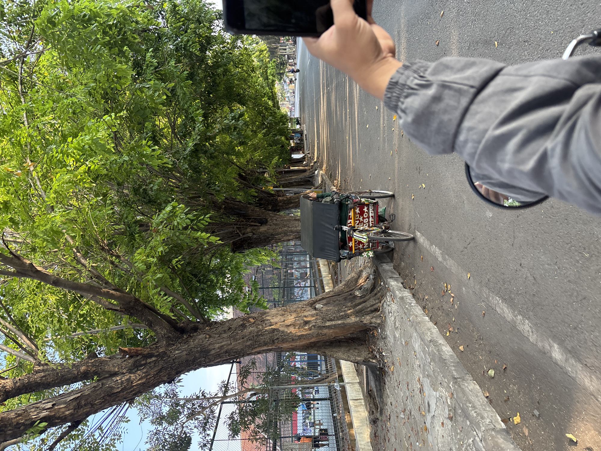 This image depicts a street scene in Cirebon, Indonesia, likely near a public area or marketplace given the presence of a traditional becak (pedicab) and what appears to be a fenced-off sports court or recreational area in the background. The perspective is from someone riding a motorcycle, holding a smartphone in their right hand to take a photo or video.
Dominating the left side of the frame is a large, mature tree with rough, textured bark and dense green foliage casting shadows on the asphalt road. In front of this tree, a colorful becak with a black canopy is parked on the roadside. The becak has red, white, and green accents, and some lettering is visible on its side, though not clearly legible.
The road itself is paved and shows signs of wear, with scattered leaves and debris on the shoulder and along the concrete curb. Sunlight filters through the tree canopy, creating dappled light patterns on the road. Further down the street, other trees line the roadside, creating an avenue effect. Several other vehicles, including motorcycles, are visible in the distance, suggesting ongoing traffic. The sky above is a clear, pale blue.
In the background, beyond a metal fence, a building with terracotta-colored roofing is visible, along with structures that resemble sports courts or outdoor seating areas. A few individuals are present in the background, possibly spectators or participants in an activity within the fenced area. The overall impression is of a typical urban environment in Indonesia during daylight hours, characterized by lush greenery, local transportation, and everyday city life.