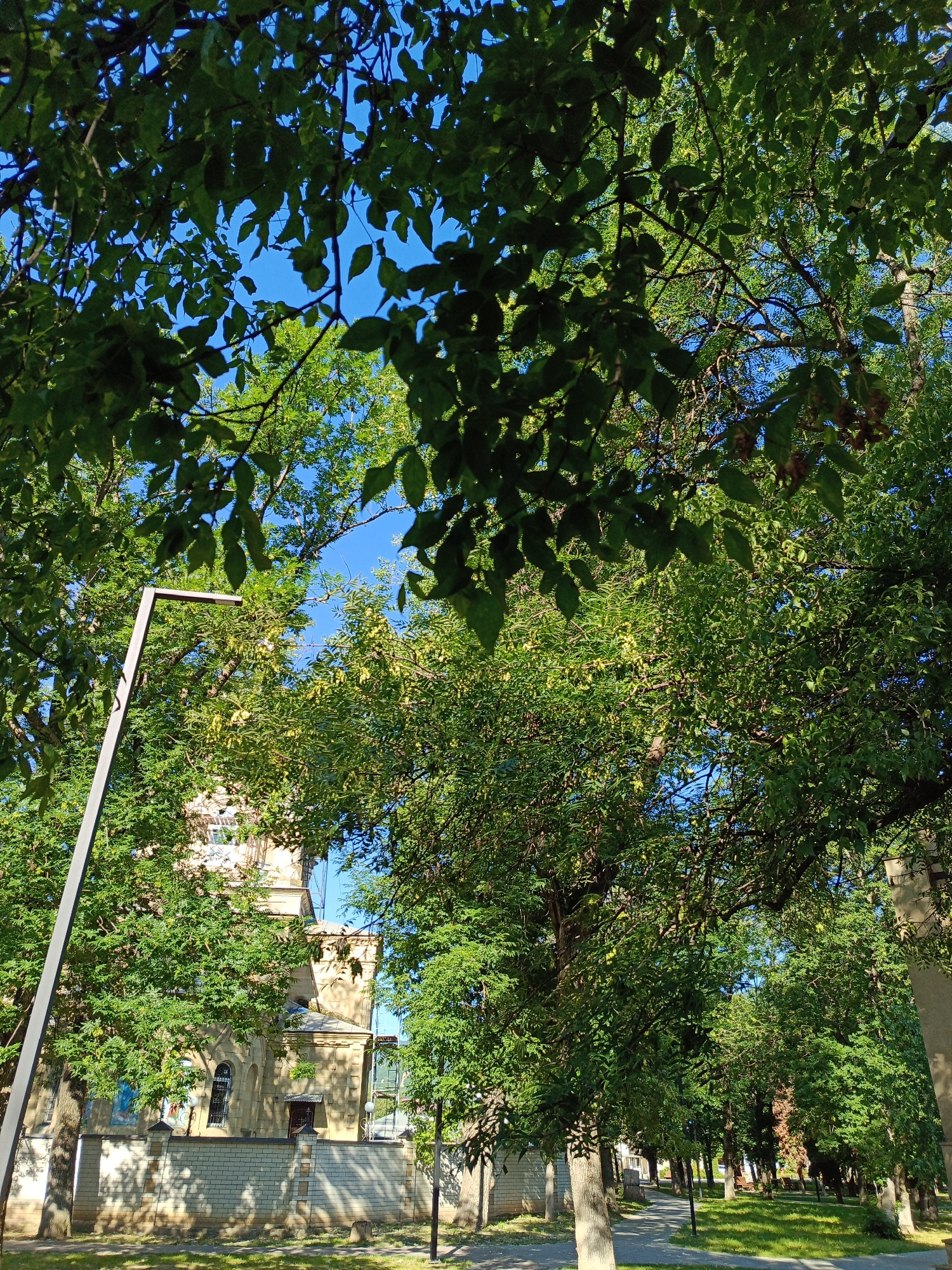 This is a full-shot, eye-level, outdoor, daytime, natural light photograph taken in Ust-Dzheguta, Russia. The image captures a street lined with trees in a park-like setting. In the background, a light-colored building with an arched window and a tower can be seen, partially obscured by the dense green foliage of the trees. A modern, grey lamppost stands to the left of the frame, its structure extending upwards and partially covered by leaves. A paved walkway runs through the park, with neatly mown green grass on either side. The sky is a clear, bright blue. The composition is dominated by the vibrant green of the leaves, with the sunlight filtering through them, casting shadows on the ground and walkway.