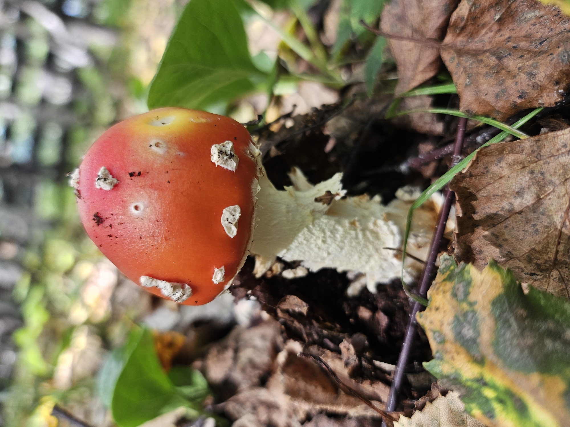 A close-up, eye-level shot features a bright red and yellow Amanita muscaria mushroom in a forest setting. The mushroom's cap is adorned with white, flaky scales, and it sits atop a thick, white stem. Surrounding the mushroom are fallen brown leaves, green foliage, and dark soil. The background is blurred, showing hints of trees and greenery, suggesting a natural, outdoor environment in Ulekchin, Russia.