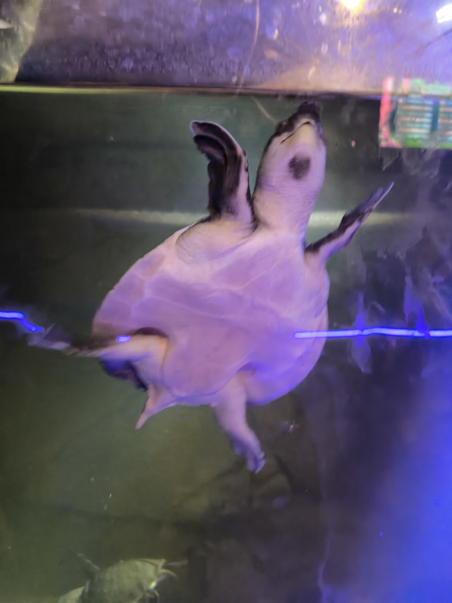 A pale, light pink turtle, possibly a softshell turtle, is pictured swimming in an aquarium. The turtle is oriented upside down, with its plastron (underside) facing upwards. Its flippers are extended, and its head is tilted upwards, showing a dark marking on its snout. The turtle appears to be suspended in greenish-brown water. Blue LED lights are visible in the water, illuminating the scene from the right. The background is out of focus, showing a rocky or textured surface at the top, lit with purple light, and darker, blurred shapes below. There is no discernible indication of the specific location within Mangli, Indonesia.