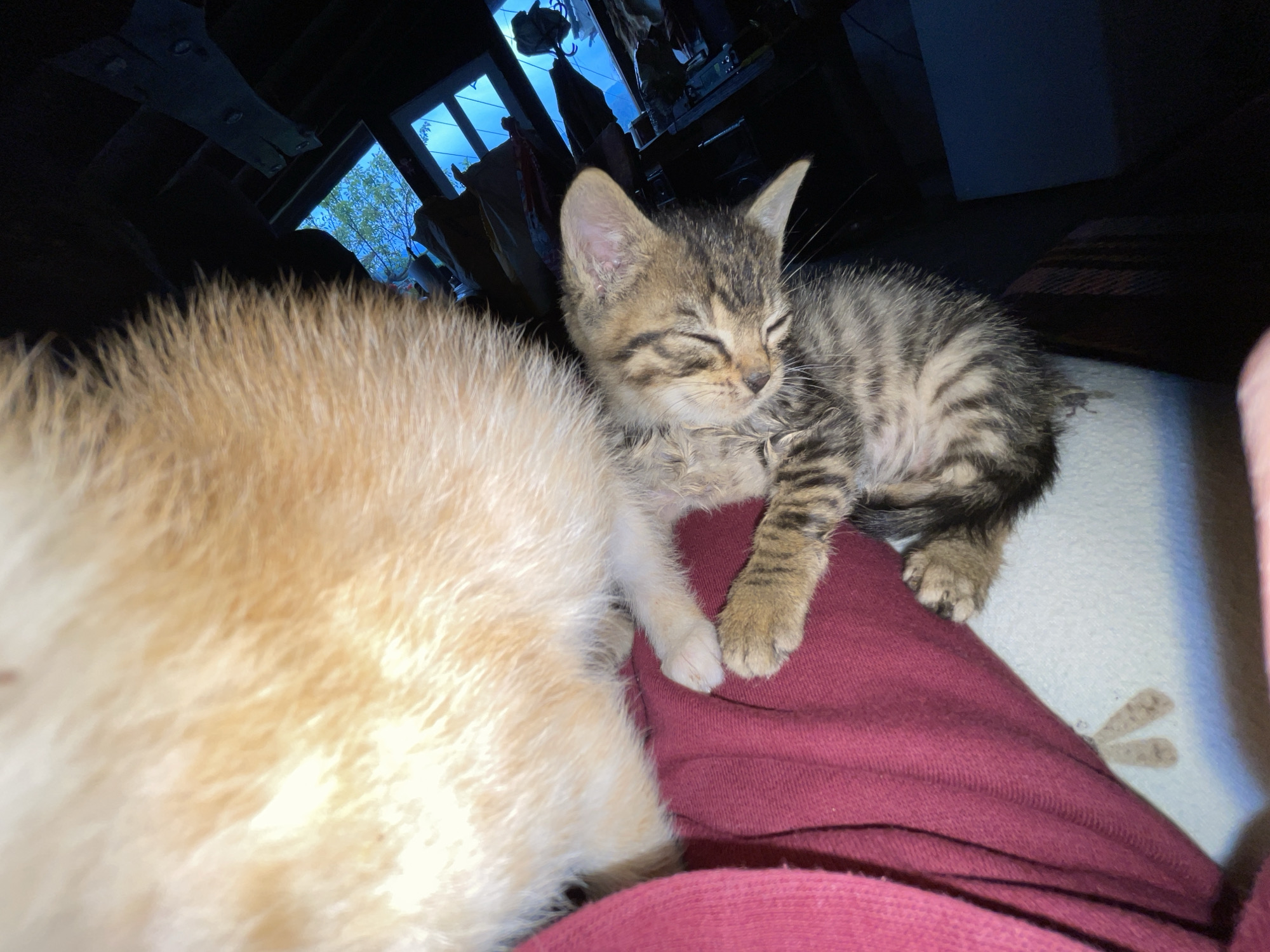 A tabby kitten is sleeping on a red garment, next to a fluffy, light-orange cat. The setting appears to be indoors, with a glimpse of daylight through a window in the background. The location, Zlatograd, Bulgaria, cannot be verified from the visual information provided.