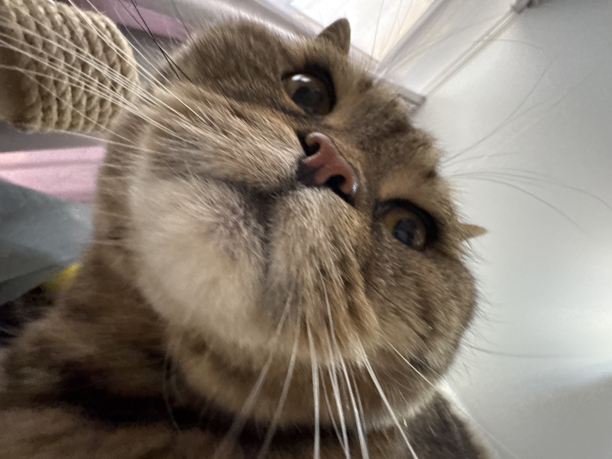 This media file is a close-up, low-angle photograph of a tabby cat's face. The cat is looking directly at the camera with its eyes wide open. Its nose is pink, and its whiskers are prominent and spread out. The cat's fur is a mix of brown, black, and tan tabby markings.
In the background, a part of a scratching post made of rope is visible on the left. Behind the cat, there is a blurred background that suggests an indoor setting with soft lighting. The overall impression is of a curious or inquisitive cat. There is no visible text in the image. The setting appears to be indoors, possibly in a home environment in Mikhaylovsk, Russia, given the provided location context. The image captures a moment of direct engagement between the cat and the viewer.