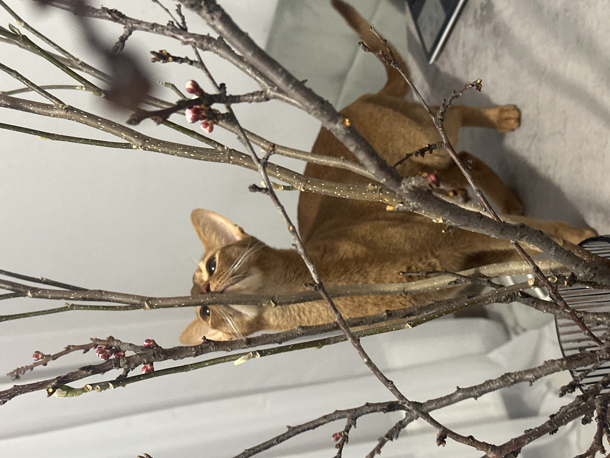 An Abyssinian cat, characterized by its short, reddish-brown coat and pointed ears, is situated indoors in Kazan, Russia. The feline stands on a flat, light grey surface, its head tilted upward and slightly to the left, peering through a dense cluster of bare tree branches. These branches, dark brown and thin, display numerous small, closed reddish-pink flower buds and some nascent light green buds. The branches are arranged vertically, originating from a dark, vertically ribbed container partially visible in the lower-left quadrant. The background consists of a uniformly lit, plain light grey wall or curtain. A dark, rectangular electronic device is partially visible on the grey surface to the right of the cat's tail.
