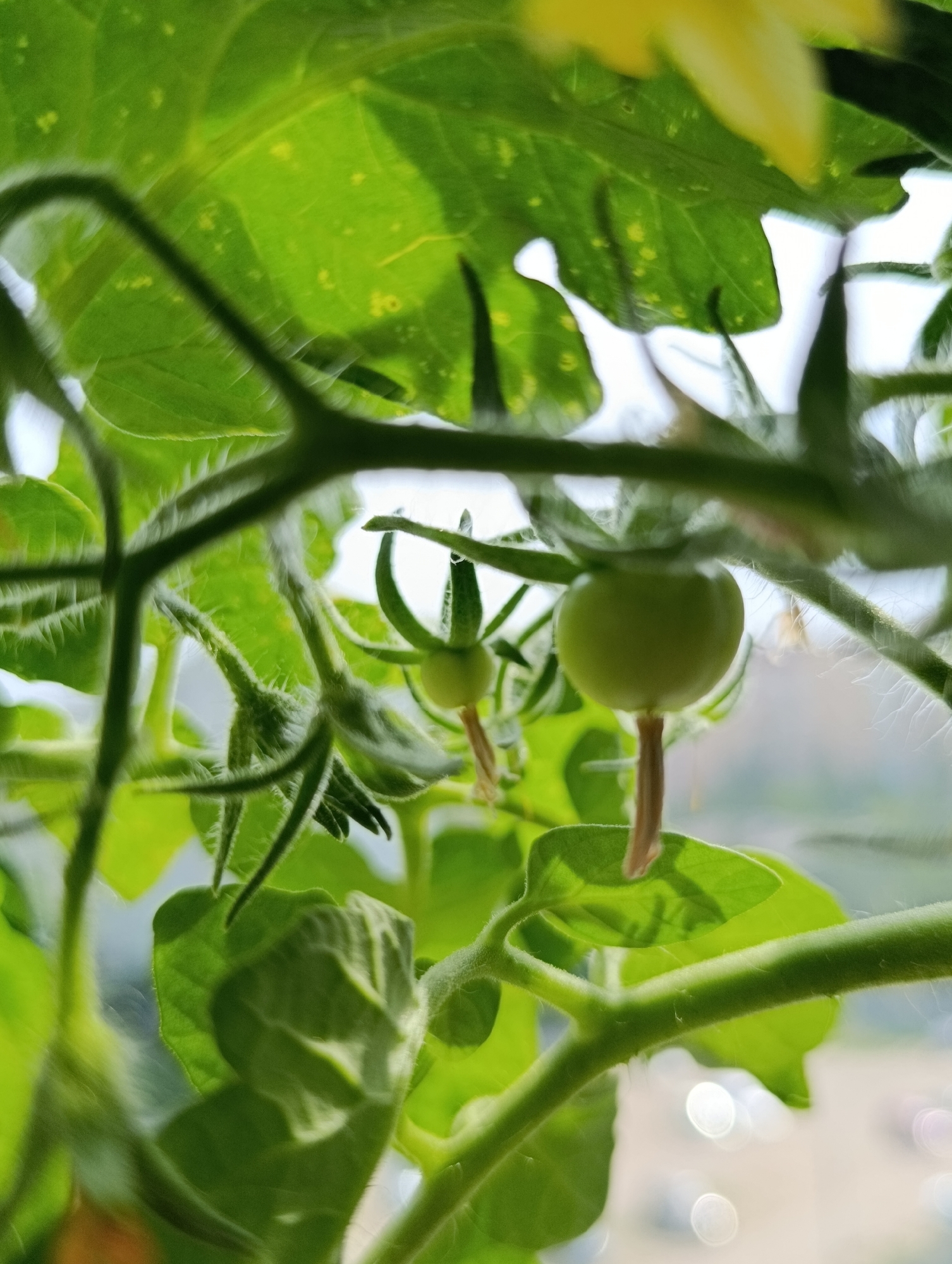 In Alexandrov, Russia, a close-up shot reveals the delicate beginnings of tomato growth. Two small, green, unripe tomatoes hang from their stems amidst lush green foliage. The stems and undersides of the leaves are covered in fine, fuzzy hairs, indicative of a young plant. Sunlight filters through the leaves, creating a soft, diffused light and highlighting the plant's vibrant green. In the background, the soft blur of bokeh suggests an outdoor environment, possibly a garden or a balcony with a view of the city. The scene captures a moment of natural growth and potential.
