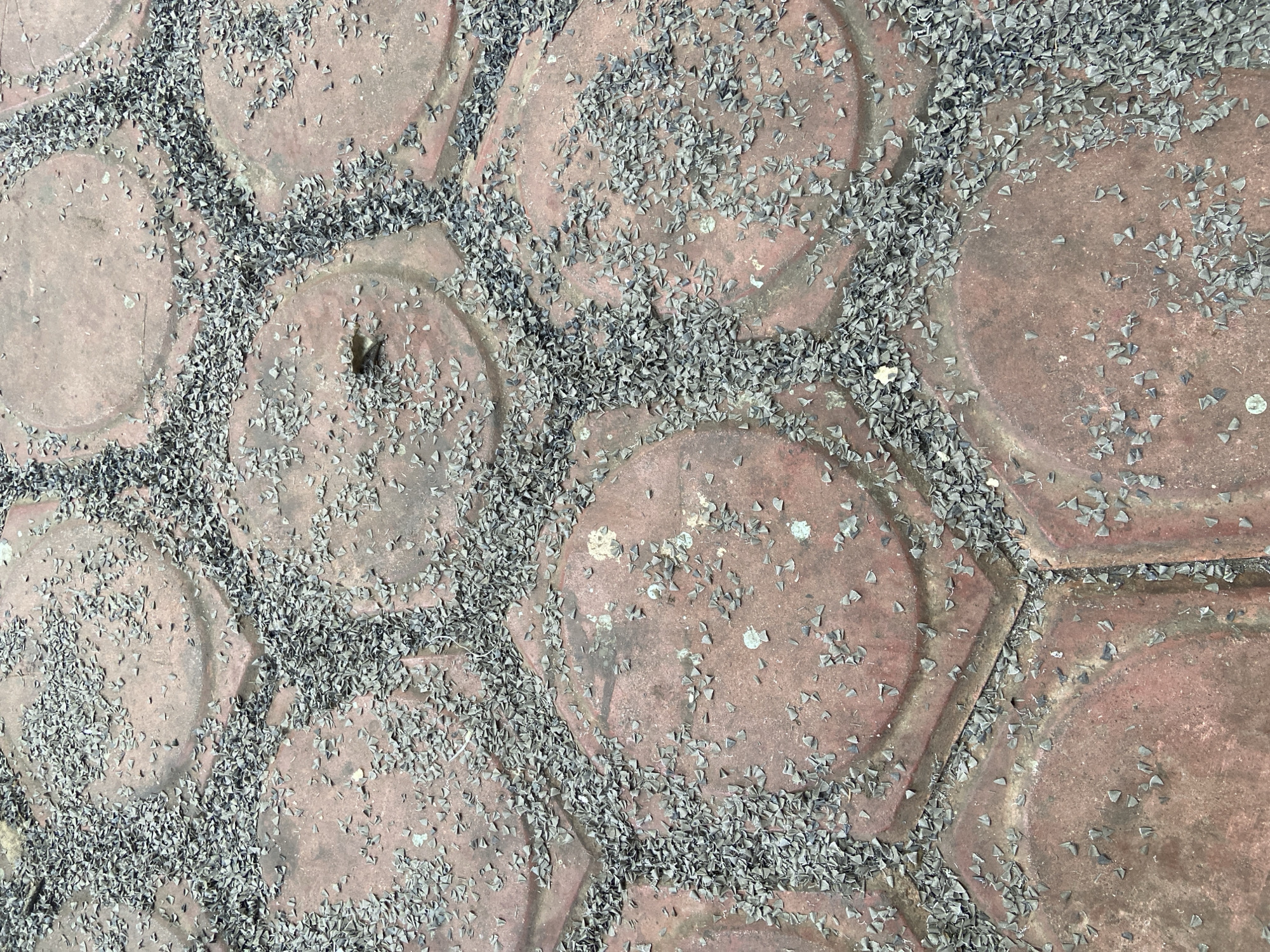 A close-up, overhead shot shows interlocking red hexagonal pavers covered with a scattering of small, dark, angular debris. The debris is concentrated in the grout lines between the pavers and also sparsely distributed across the surfaces of the pavers themselves. One paver in the upper right quadrant of the image has a small insect resting on it, partially obscured by the debris. The scene appears to be an outdoor ground surface, likely a pathway or patio.