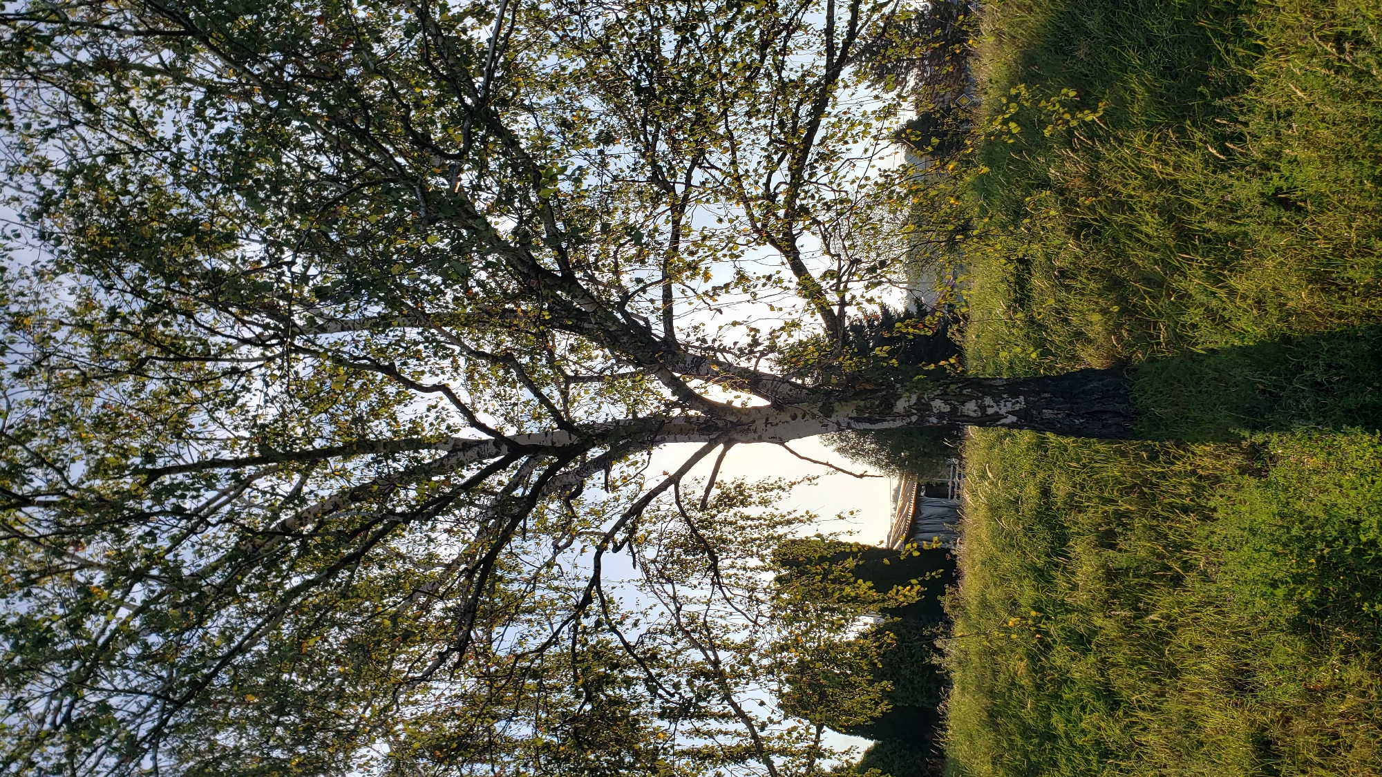 The image shows a large birch tree with a white and black patterned trunk standing in a grassy field. The tree is in full leaf, with some leaves showing hints of yellow, suggesting it may be autumn. The sun is shining from behind the tree, creating a backlight effect and casting a shadow on the grass. In the background, there are some evergreen trees, a small building with a corrugated roof, and a bright sky. The scene appears to be in a rural or suburban area, possibly a park or a residential backyard. The location is stated to be in the city of Prešov, Slovakia. There are no people or animals visible in the image. The overall impression is one of natural beauty and tranquility.