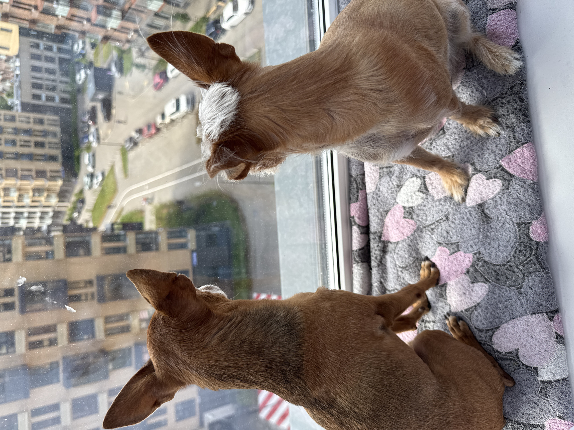 Two small dogs, one reddish-brown and the other lighter brown with white fur on its head, sit on a grey blanket with pink and white heart patterns. They are positioned on a windowsill, looking out a window at an urban scene. Beyond the window, multi-story apartment buildings are visible, along with a street with parked cars and a few cars driving on it. The dogs appear to be observing the activity outside.