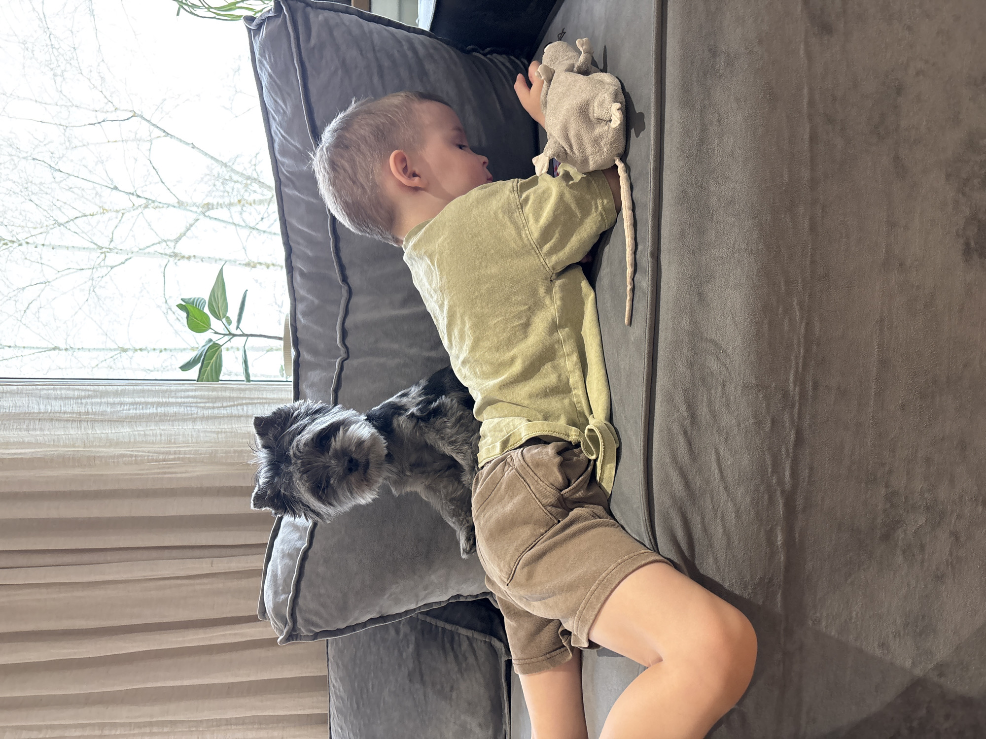 A young child lies on a gray couch, turned to the right. The child wears a light green shirt and brown shorts and is holding a stuffed gray mouse. To the left of the child, a small, black and gray dog sits on the couch. Behind the couch, a window with blinds is visible, showing tree branches and a green plant. The scene is inside, likely a home. Location in the city of Chaikovsky, Russia cannot be confirmed.