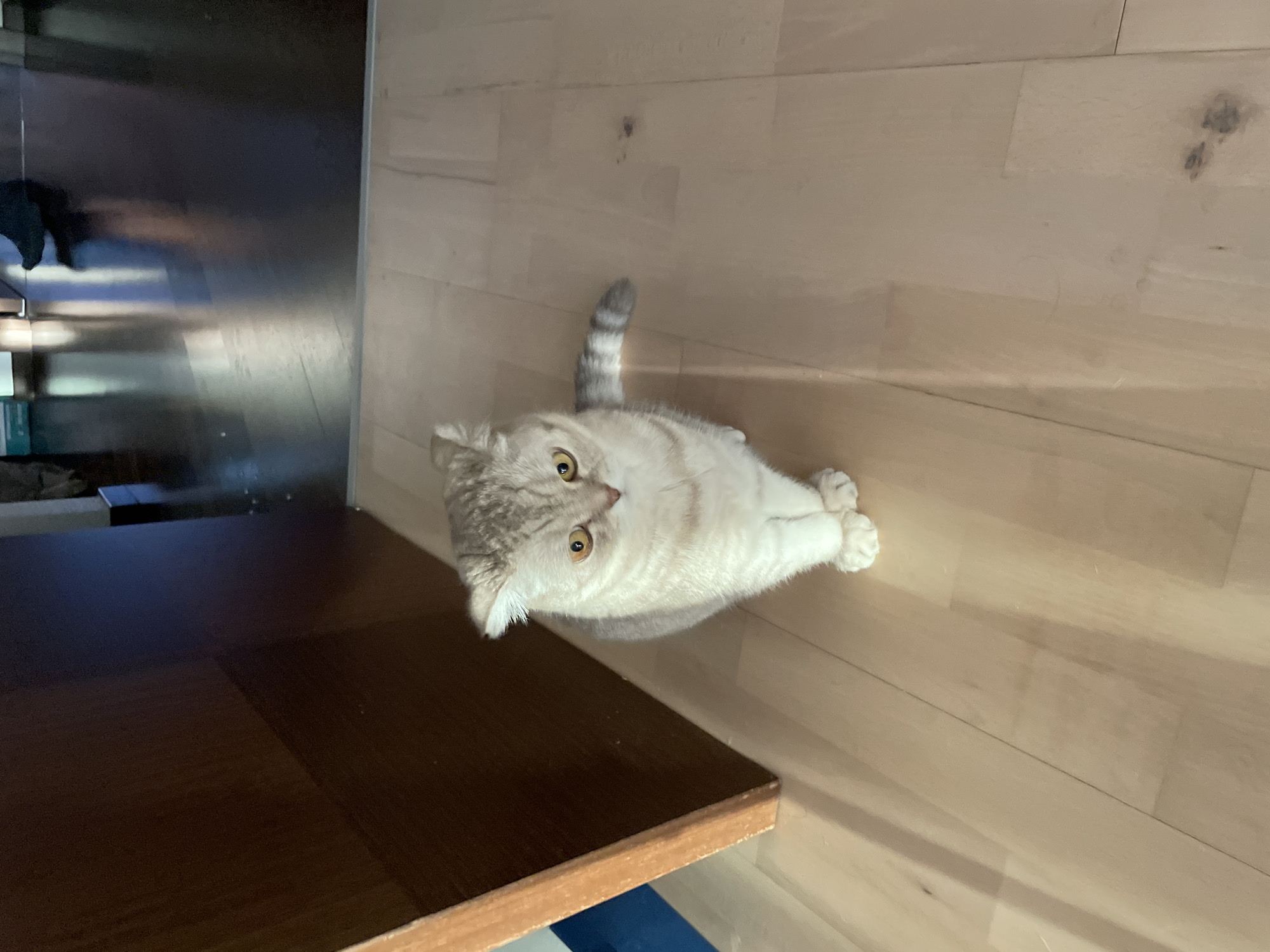 A top-down shot shows a light gray and white tabby cat sitting on a light-colored wooden floor. The cat is looking up and to the left. The tail is slightly raised. To the left of the cat is a dark, glossy surface, possibly a table or countertop. The background is a wooden floor made of light-colored planks. The location is not discernable from the image.