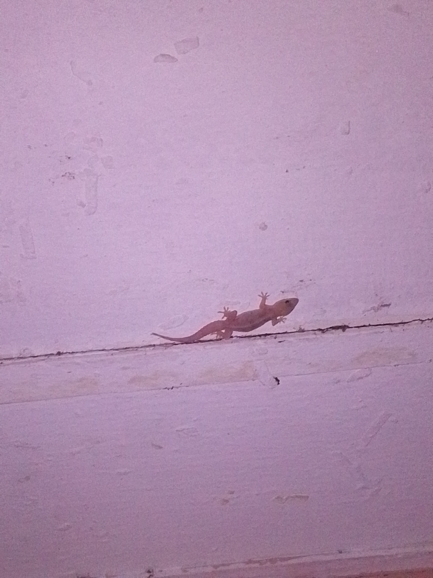 A light-colored lizard is clinging to a horizontal line on a textured, pale pink surface. The lizard is facing left, with its body curved. Its legs and toes are visible, gripping the surface. The background is a soft, textured pink, with some lighter patches and faint dark marks. There is a distinct horizontal line running across the image, with the lizard positioned just above it. The overall impression is of a small creature on a wall or ceiling. No other objects or people are visible. The location in Serti, Nigeria is not discernible from the image.