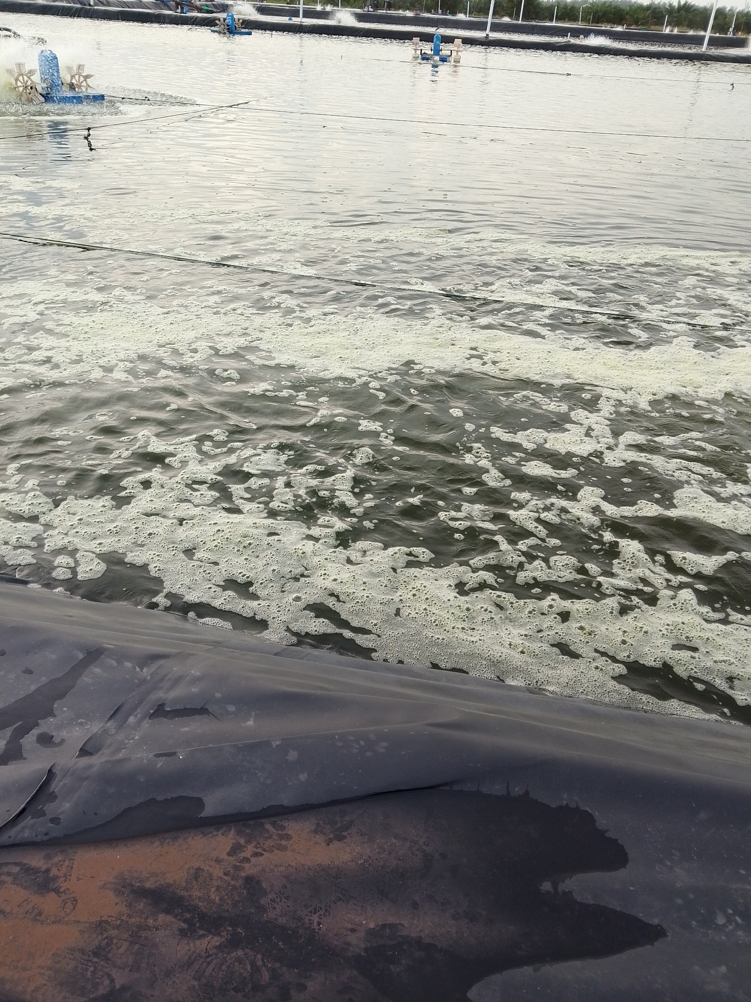 The image shows a stagnant body of water, possibly a pond or aquaculture area, in Bukit Ketok, Indonesia. A layer of foamy, white-green algae covers the surface of the dark, murky water. In the background, mechanical aerators are visible, indicating the presence of an aquaculture operation. The foreground reveals a dark, plastic liner, typical of aquaculture ponds. There are no visible people or animals.
