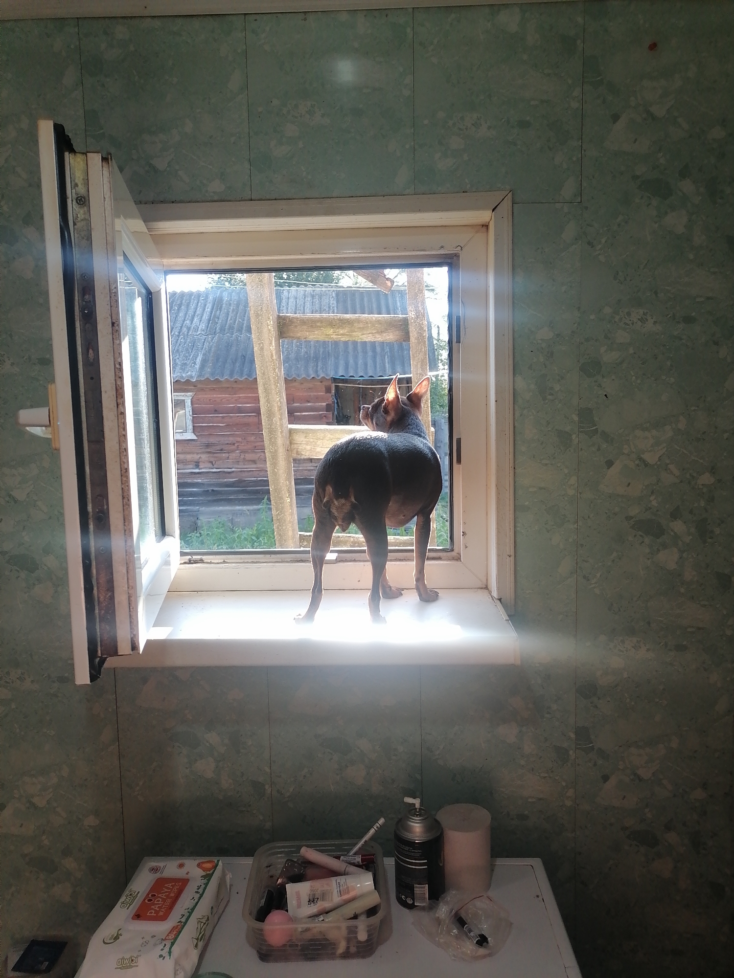 A small, dark-colored dog stands on a windowsill, looking out an open window. The dog is silhouetted against bright sunlight streaming through the window. Outside, a rustic wooden building with a corrugated metal roof is visible. In the foreground, on a white surface below the window, are various items including a package of wet wipes, a plastic container filled with cosmetics, a can of spray, and a roll of white material. The walls of the room are covered in light green, marbled paneling. The scene appears to be an interior space looking out onto an outdoor area.