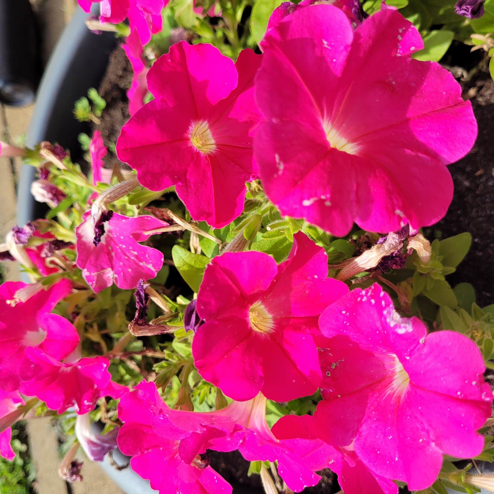 A close-up, high-angle shot captures a planter filled with vibrant pink petunias. The flowers dominate the frame, with their trumpet-shaped blooms showcasing a gradient of pink, from a deep fuchsia to a lighter shade towards their centers, which feature a white and yellow pistil. Some of the petals show small white speckles, possibly from water droplets or pollen. Surrounding the blooms are green leaves and dried, brown remnants of previous flowers, indicating the ongoing life cycle of the plant. The dark soil in the planter is visible at the bottom of the frame. In the background, a dark grey pot rim and a blurred outdoor environment are discernible, suggesting the planter is located outdoors. There are no people or animals present in the image. The scene is likely set in a garden or on a patio, possibly in Jūrmala, Latvia, given the context.