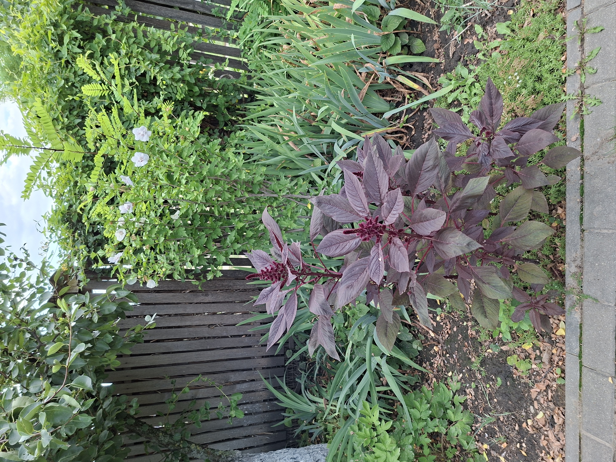 The image depicts a garden scene in Bardar, Moldova. In the foreground, a tall, dark red amaranth plant with feathery seed heads dominates the center. It is surrounded by green foliage, including iris-like plants with long, slender leaves. A grey stone pathway runs along the bottom edge of the frame. In the background, a weathered wooden fence separates the garden from more dense greenery and a tree with light green leaves. A few small white flowers are visible on a bush behind the amaranth. The lighting suggests it is daytime with overcast skies.