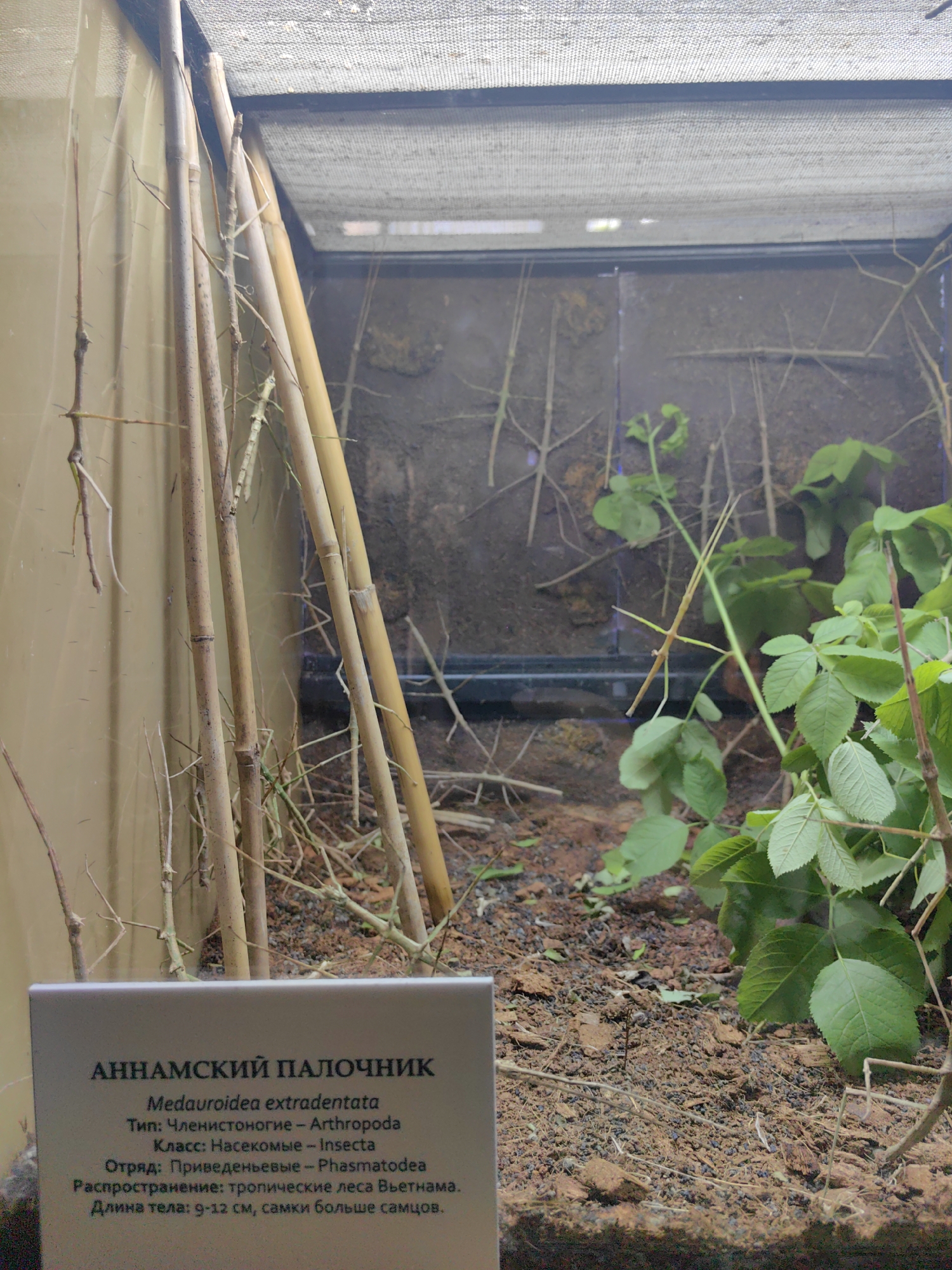 The image depicts a close-up view of an insect enclosure, likely in a zoo or museum, containing several stick insects. The enclosure has a background of soil and branches, with some live green foliage on the right side. Several bamboo-like stalks are positioned vertically on the left side, with some stick insects camouflaged among them and the branches. In the foreground, a sign is visible with text in Russian and Latin, identifying the species as "Medauroidea extratentata" (Annam stick insect). The sign also provides taxonomic classification and geographical distribution (tropical forests of Vietnam), as well as the body length (9-12 cm, females larger than males). The overall impression is a naturalistic habitat designed to display these insects.