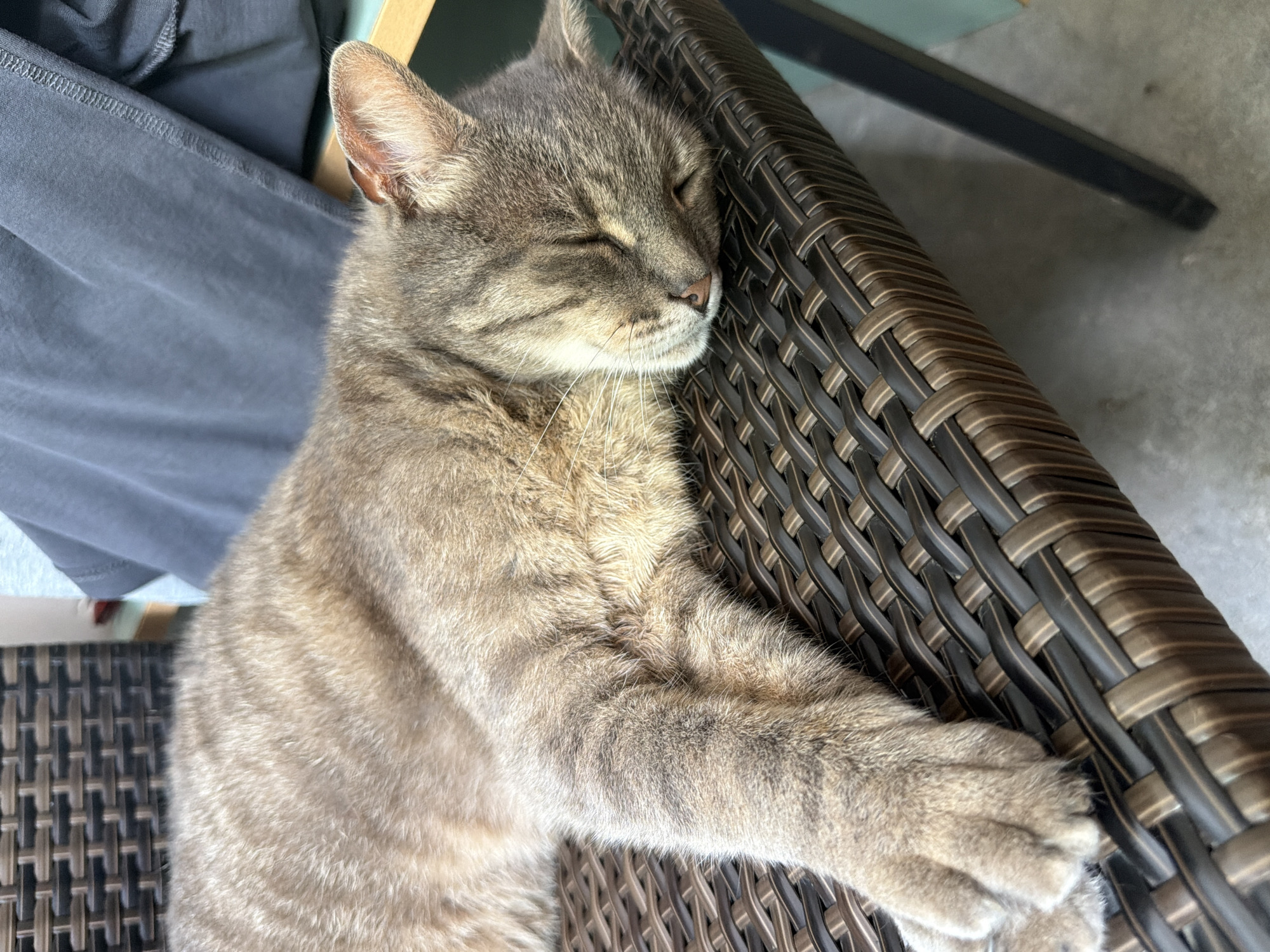 A domestic short-haired cat, predominantly grey tabby with dark stripes, is sleeping on a woven brown chair. The cat is lying on its side with its eyes closed and its paws extended. The chair appears to be made of a wicker-like material and has a dark metal frame. In the background, a dark grey fabric, possibly clothing, is draped over something. The scene suggests an indoor or sheltered outdoor setting. The image does not contain any information about the city of Prosena, Bulgaria.