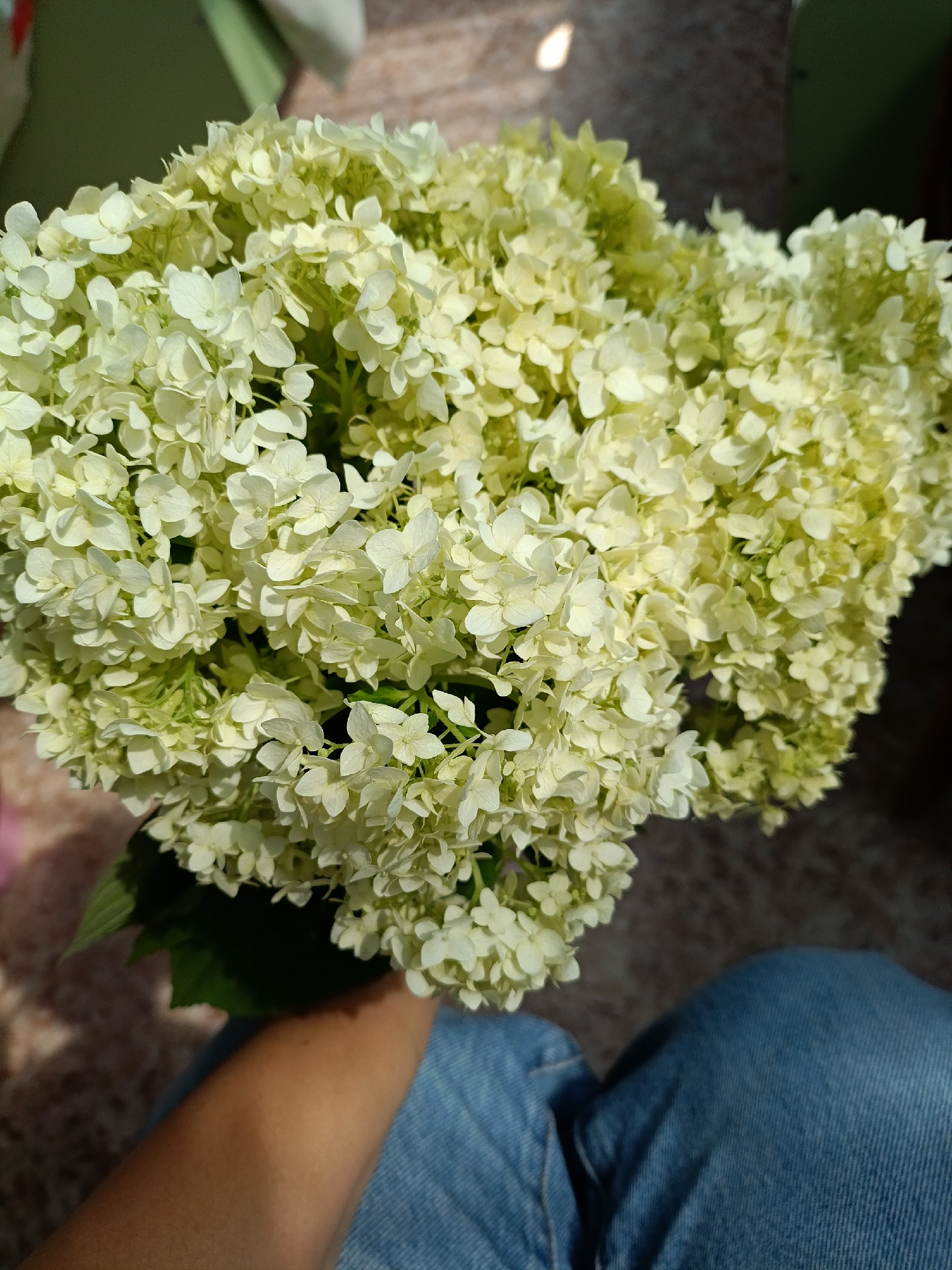 A close-up shot shows a bouquet of light green hydrangeas held by a person wearing blue jeans. The flowers are densely packed and fill most of the frame. The background is blurred, with hints of green and brown. The lighting suggests it is daytime, with sunlight casting shadows. The scene is likely outdoors, possibly in a garden or park. The location in the city of Chaikovsky, Russia is not discernible from the image.