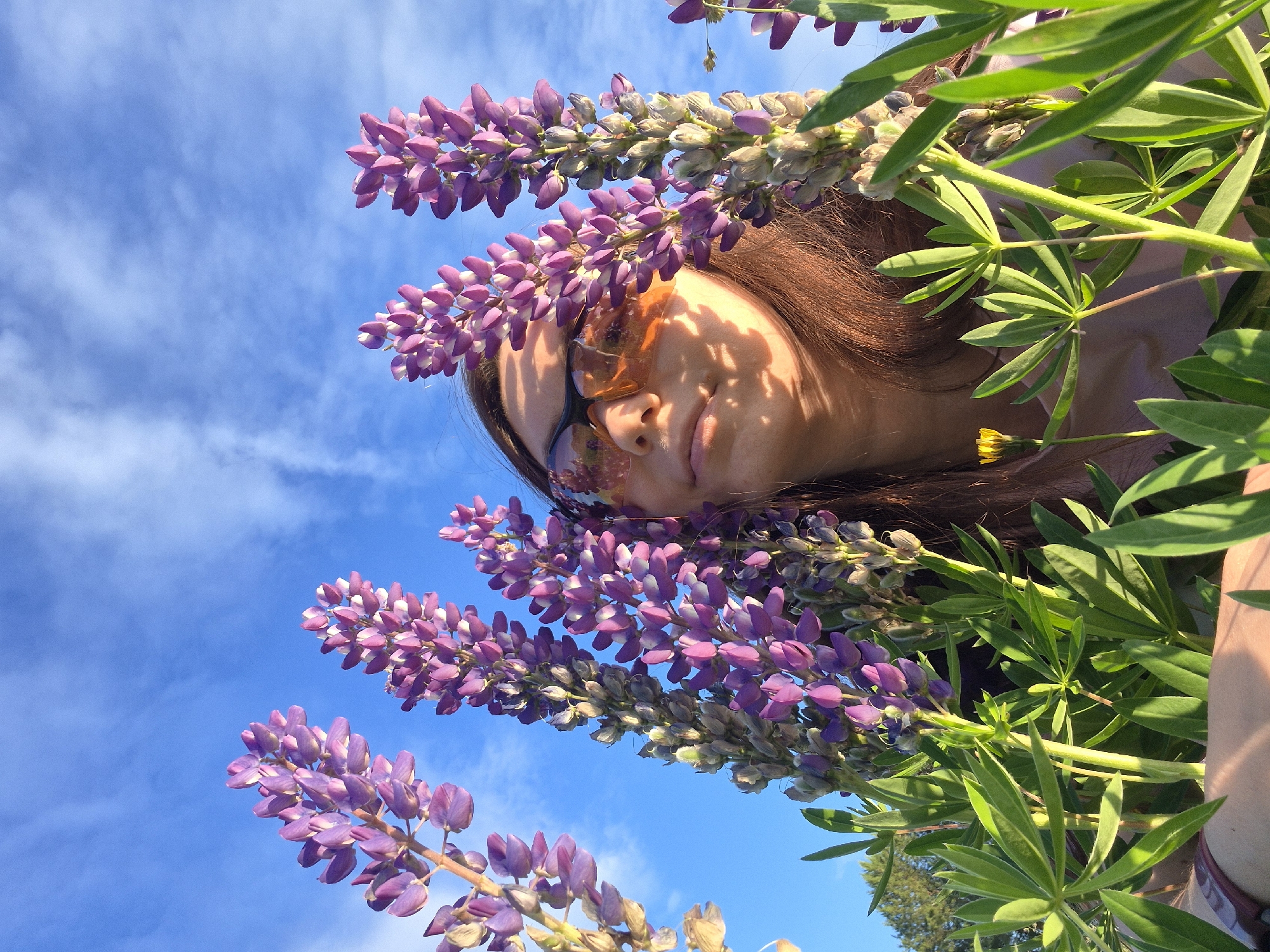 The image depicts a low-angle perspective of a female subject partially concealed by numerous stalks of vibrant purple lupine flowers, set against a clear blue sky with scattered white clouds in the city of Chaikovsky, Russia. The woman's face is visible from the chin upwards, framed by the flowers, and she is wearing dark sunglasses with reflective orange-tinted lenses. Sunlight casts distinct shadow patterns from the surrounding foliage onto her face. The lupines exhibit varying stages of bloom, displaying rich purple and pink hues, with their green leaves prominent in the foreground. A single small yellow flower is visible among the green foliage.