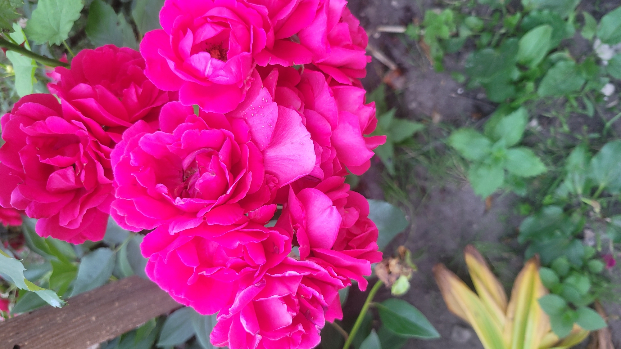 This media file is a close-up, eye-level shot of a cluster of vibrant pink roses. The roses are the primary subject, filling most of the frame. They appear to be in full bloom, with layered petals that create a rich texture. Some of the petals have small water droplets on them, suggesting recent rain or dew. The background is softly blurred, showing green leaves and foliage, as well as patches of dark soil and some dry, yellowed leaves. A narrow wooden plank is visible along the bottom left edge of the image, providing a subtle foreground element.
The scene appears to be outdoors in a garden or natural setting. The lighting suggests it could be daytime, possibly overcast, given the even illumination and lack of harsh shadows. There are no people or specific activities depicted; the focus is entirely on the beauty and detail of the flowers. The overall mood is one of natural beauty and tranquility. No text is visible in the image.