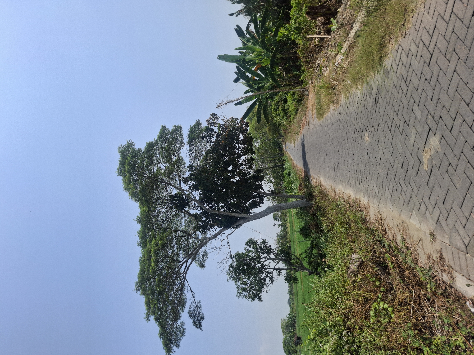 An empty paved road in Brangsi, Indonesia, runs through a rural landscape under a clear blue sky. The road is made of gray interlocking bricks and curves gently to the left, disappearing into the distance. Lush green vegetation lines both sides of the road. On the left, fields of green crops stretch out, with a small, rustic wooden hut visible in the far distance. A large, leafy tree with sprawling branches dominates the left side of the road, casting a partial shadow. To the right, a cluster of banana trees stands tall amidst dense green foliage. The environment is peaceful and natural, with no people or animals in sight. The scene captures the tranquility of a sunny day in the Indonesian countryside.