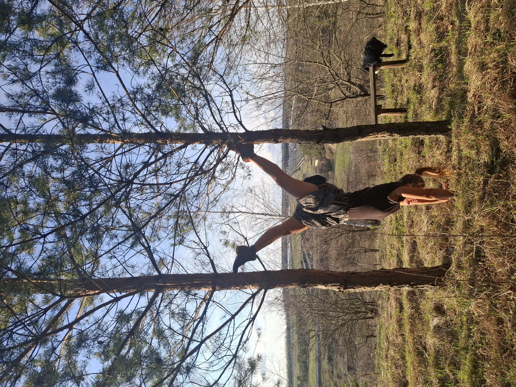 An outdoor scene captures a person performing an acrobatic or yoga pose between two prominent pine trees. The individual, a woman with hair tied back, is inverted, using one hand to grip the left tree trunk for support. Her body forms a V-shape, with one leg extended upwards and the other downwards. She is dressed in dark shorts and a top.
The setting is a grassy field or forest edge under a clear, bright blue sky with scattered clouds. The ground is covered in a mixture of green and dry grass, suggesting either late winter or early spring. In the middle ground to the right, a black dog sits on a wooden bench, observing the scene. Beyond the immediate trees and grass, an open landscape extends into the distance, featuring bare deciduous trees and hinting at a road or path in the far background. The lighting indicates it is daytime, possibly late afternoon, with warm sunlight. No visible text is present. The location context is Khlevnoye, Russia.