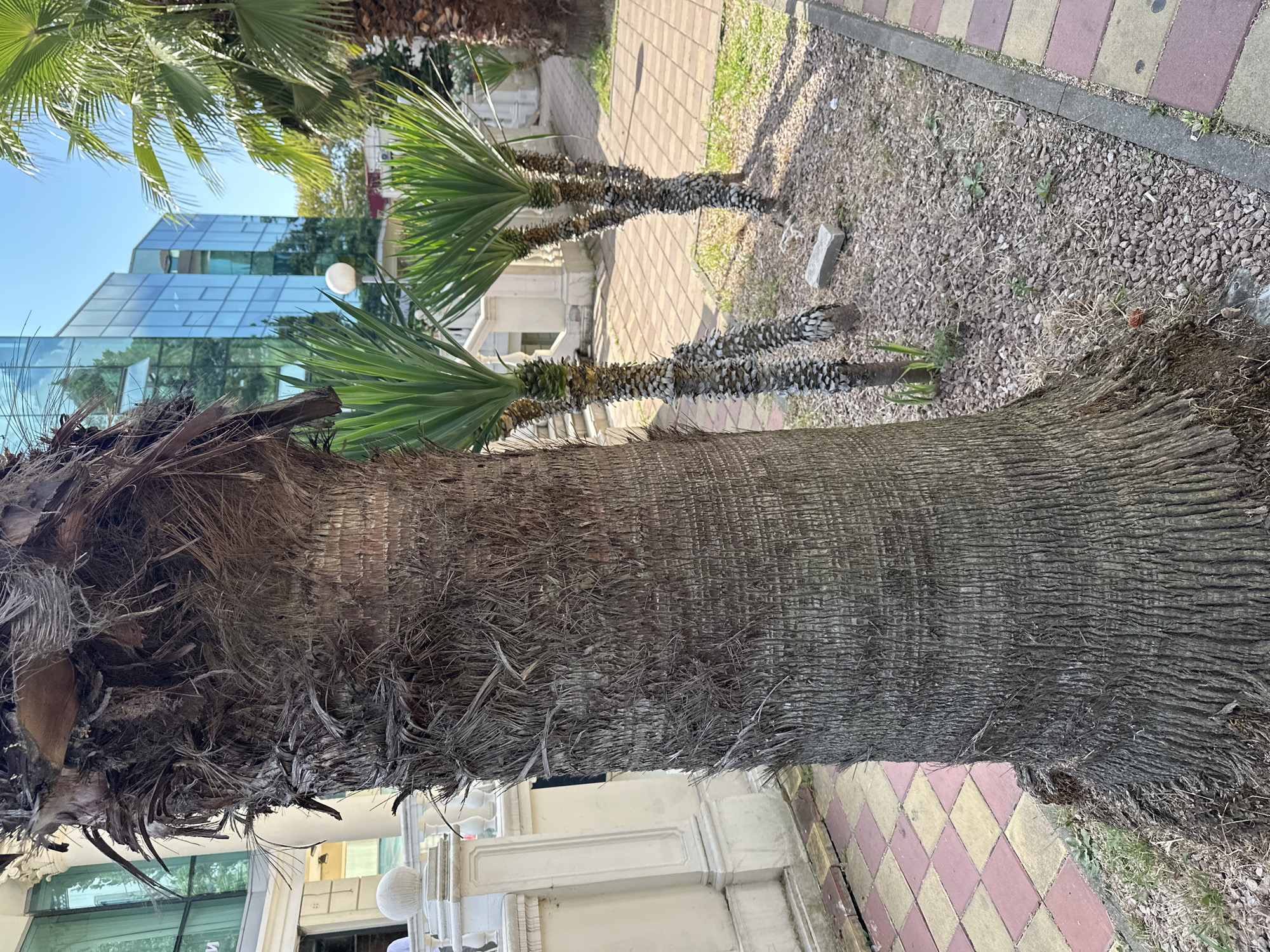In Sochi, Russia, the image depicts a street scene with a large, textured palm tree trunk in the foreground. Behind it, two smaller yucca plants with spiky green leaves grow from a ground covered in small brown pebbles and dried grass. A paved walkway with a checkered pattern of red and yellow tiles borders the planting area. In the background, a modern building with a glass facade reflecting the blue sky and surrounding greenery stands prominently. A white decorative balustrade and a white spherical lamp are also visible. The scene is bathed in daylight under a clear blue sky.
