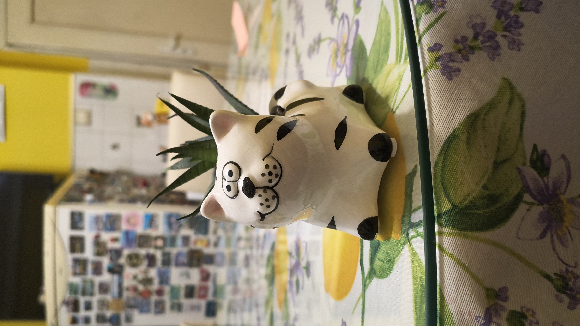 A ceramic planter, designed as a stylized white cat with black painted features including large eyes, a nose, a smiling mouth, and stripes, is positioned centrally on a clear glass tabletop. Inside the planter, a small green succulent plant, possibly a snake plant cultivar, is visible. Beneath the glass table, a white tablecloth is present, adorned with a pattern of yellow citrus fruits, green leaves, and purple flowers. A horizontal dark green line, possibly an edge of a placemat or table element, runs across the lower portion of the image, beneath the glass. The background is significantly out of focus, depicting an indoor domestic environment, likely a kitchen or dining area. A white refrigerator covered with numerous small rectangular items (appearing to be magnets or photos) is visible to the left. To the right, a wall with white tiles and a segment of yellow paint is discernible, with a light-colored door or doorway further right. The scene is illuminated by ambient indoor lighting. The location of this scene is specified as the city of Shumen, Bulgaria. No individuals are present.