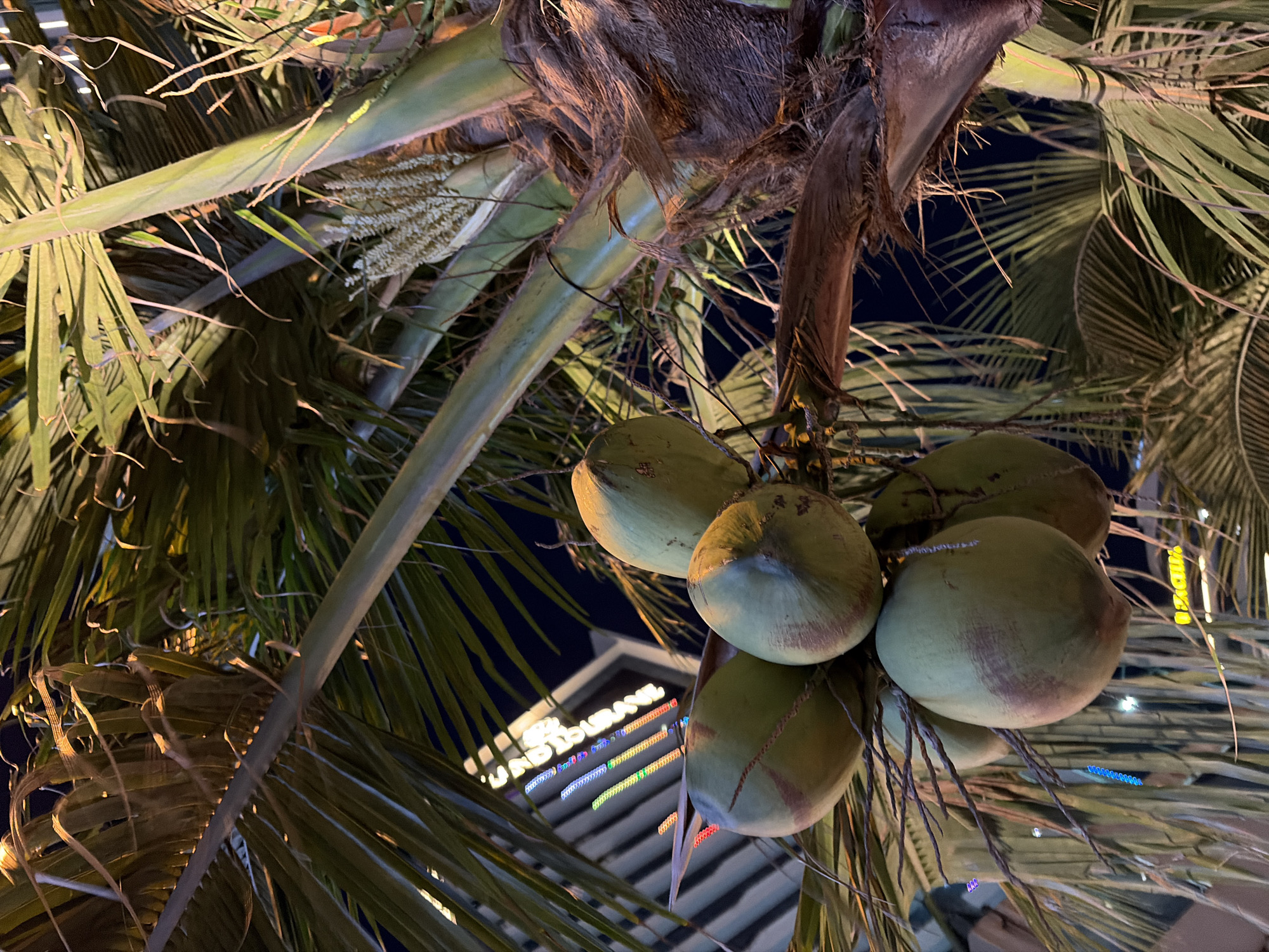 The image shows a close-up of a coconut tree with a cluster of green coconuts hanging from its branches. The tree is illuminated by artificial lights, casting a warm glow on the coconuts and palm fronds. In the background, a modern building with colorful LED lights is visible, suggesting an urban setting. The time appears to be night. The scene is likely located in the city of Đà Nẵng, Vietnam, a popular tourist destination known for its beaches and vibrant nightlife, where coconut trees are a common sight. There are no people or animals visible in the image.