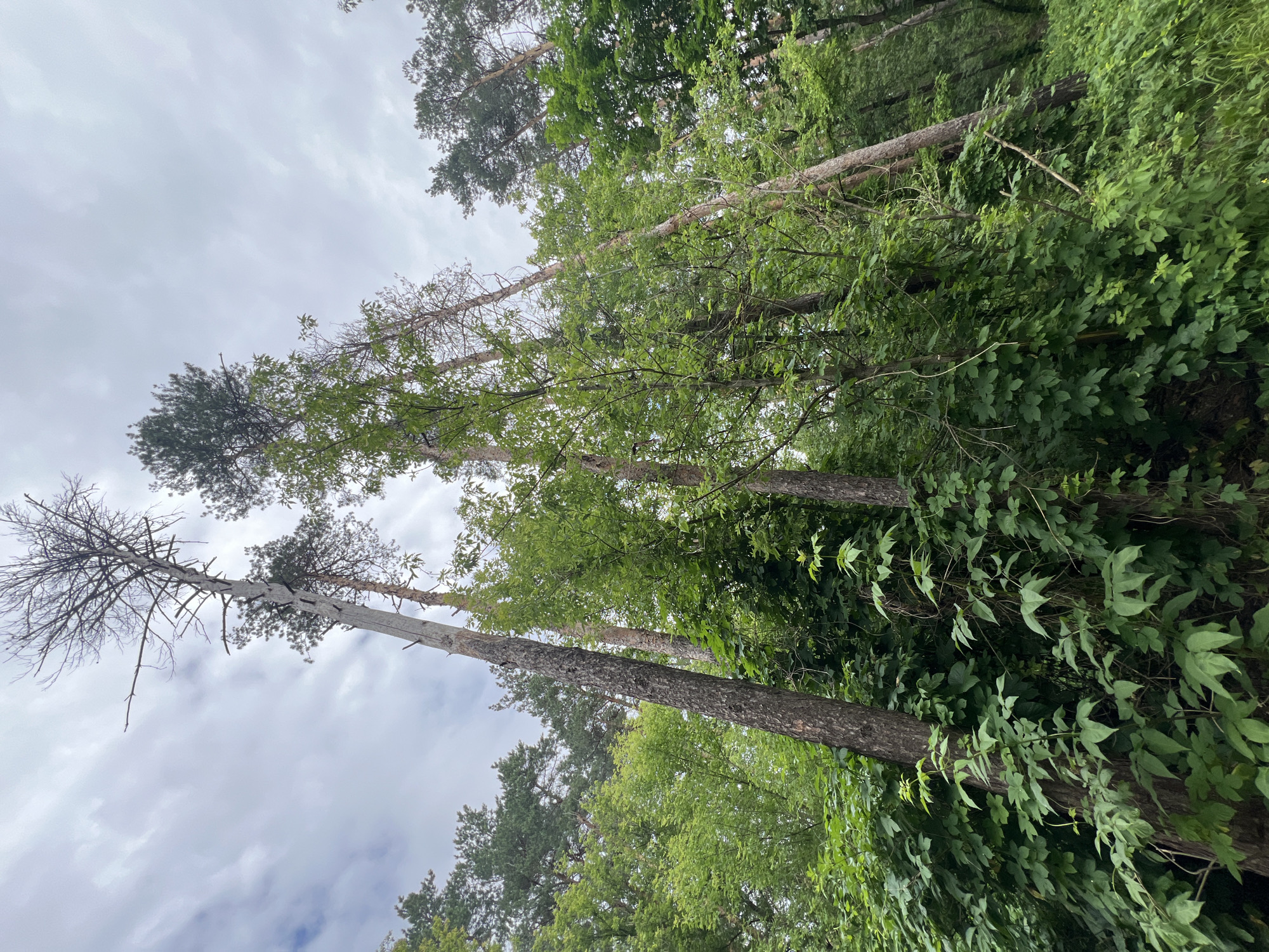 A low-angle shot looks up at tall, slender trees in a forest on a cloudy day. The trees are a mix of coniferous and deciduous species, with some appearing dead and bare. The forest floor is covered in lush green foliage and vines. The image is devoid of people or human activity.