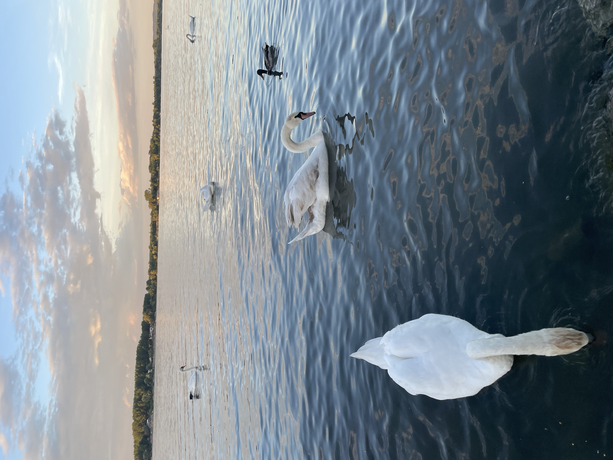 The image shows a body of water, likely a river, with several swans and a duck swimming. In the foreground, a white swan's rear end is visible as it dips its head into the water. Further back, another swan is swimming with its neck curved. In the distance, more swans are visible, along with a tree-lined shore and buildings. The sky above is filled with clouds, illuminated by soft sunlight, suggesting it might be dawn or dusk. The water is calm with gentle ripples. The scene is likely located in the Zemun Urban Municipality, Serbia, given the characteristic landscape of the Danube riverbank.