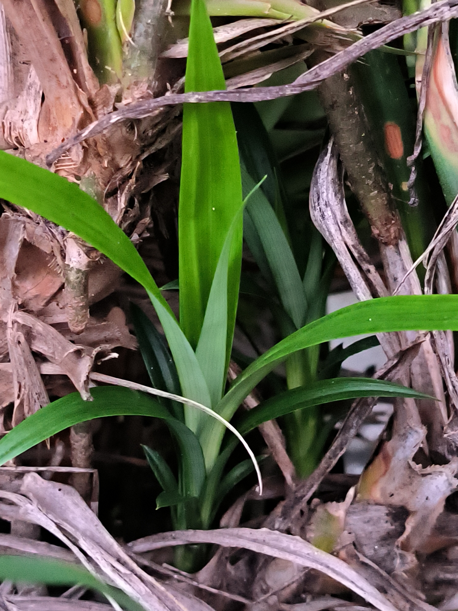 The image depicts a plant with long, slender green leaves, possibly pandan, surrounded by dry, decaying plant matter. The plant is growing amongst debris, and some of the surrounding organic material appears to be bark or dried leaves. The setting seems to be outdoors, perhaps in a garden or a natural area. It is difficult to determine the exact location in Lhokseumawe, Indonesia without additional information, but the presence of tropical vegetation suggests a humid environment typical of that region. There are no people visible in the image.