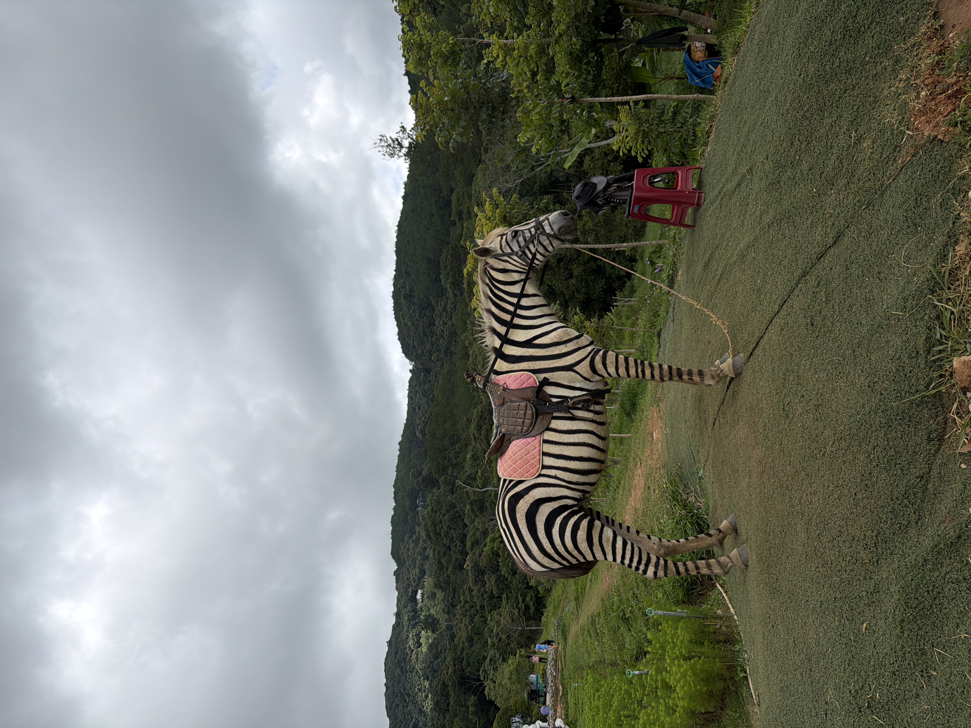 The image captures a domesticated zebra, saddled with a pink-padded saddle, standing on a grassy mound. The zebra is positioned in the foreground, facing right, with its body in profile. A rope is attached to its bridle and extends to the ground. In the background, a lush green hillside covered in trees rises against a cloudy sky. A path winds up the hillside, with a few distant figures visible. To the right of the zebra, a red stool with a black hat on it is placed. The scene suggests a tourist attraction or a recreational area, potentially in Da Lat, Vietnam, known for its hilly landscapes and green spaces. The environment appears to be an outdoor setting with cultivated greenery and natural vegetation.